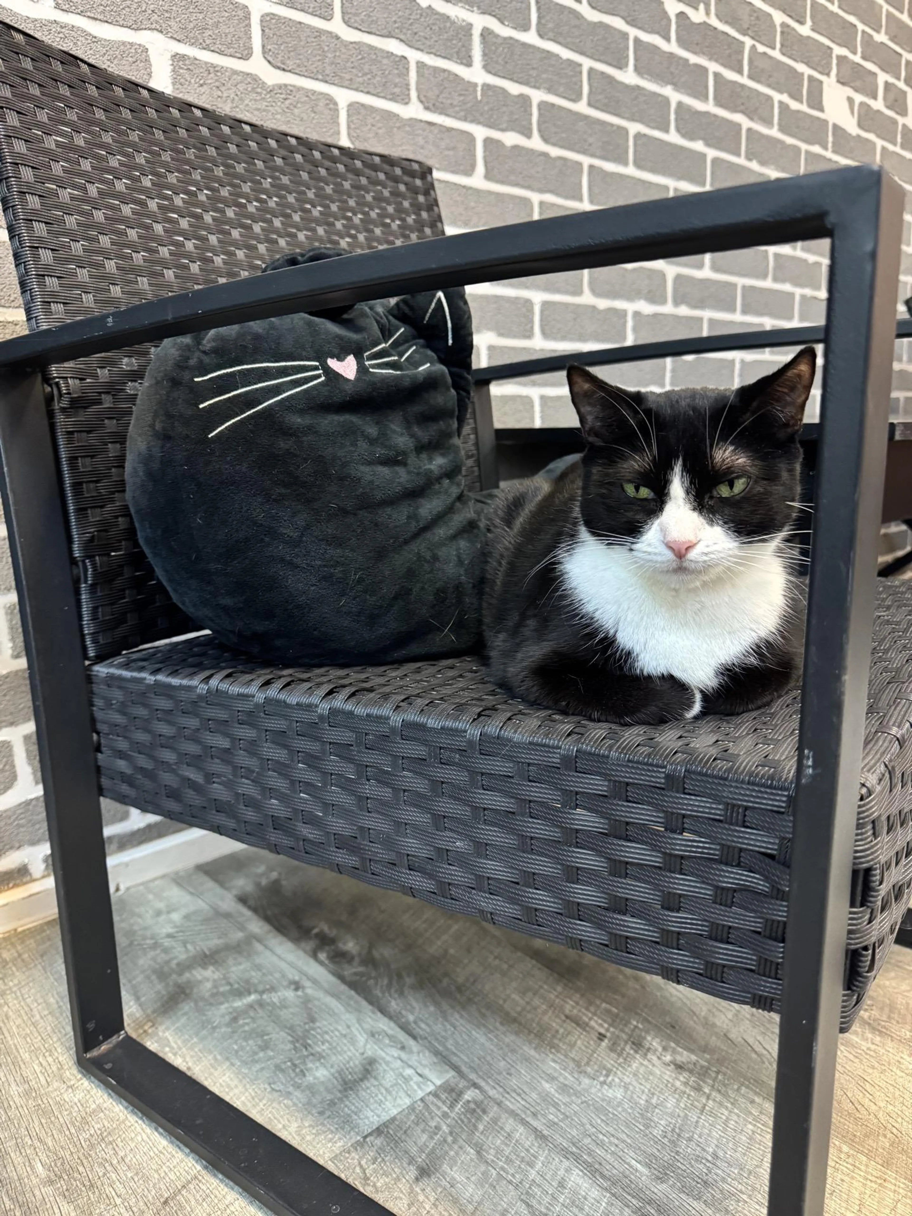 Found pet-3
