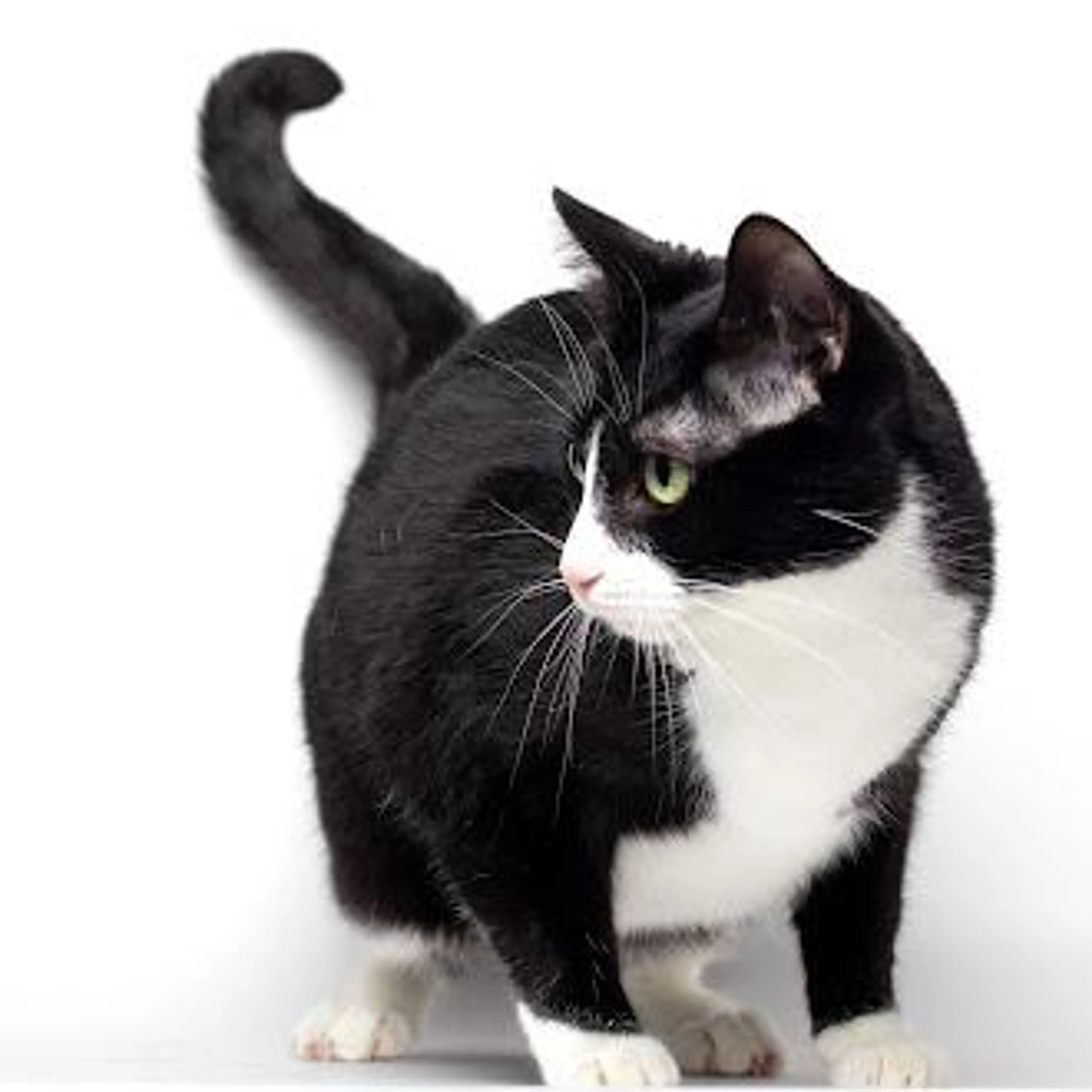 Found pet-4