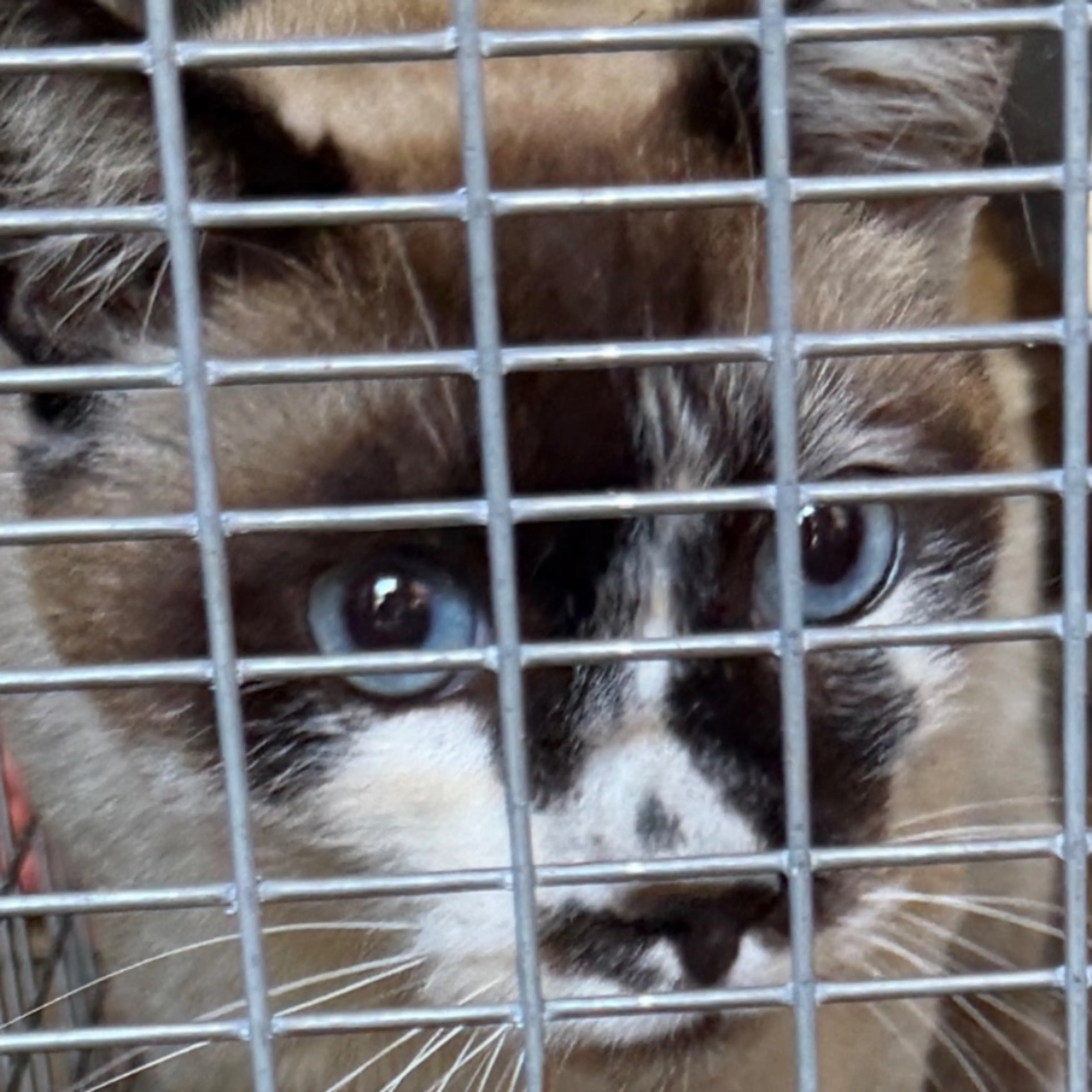 Found pet