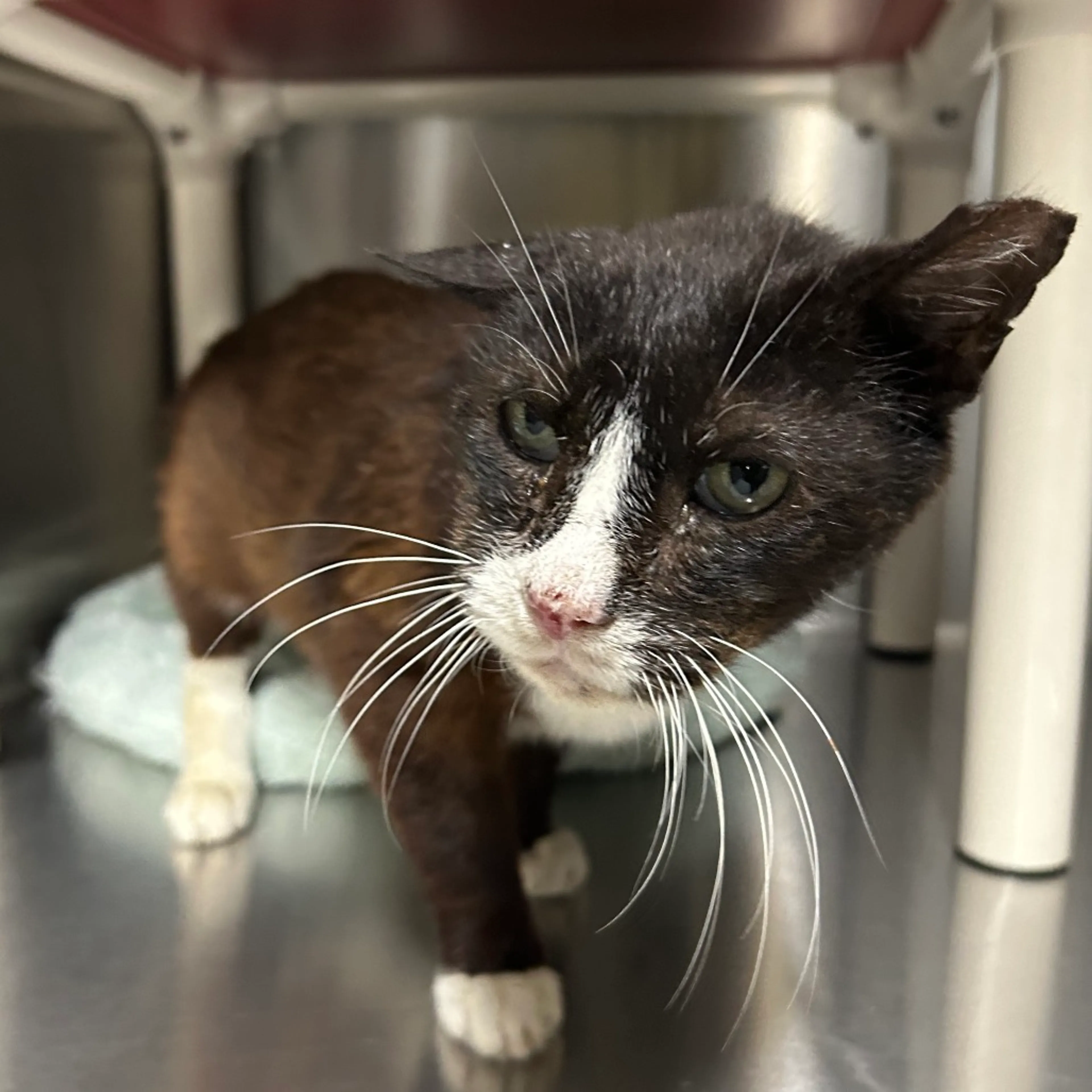 Found pet