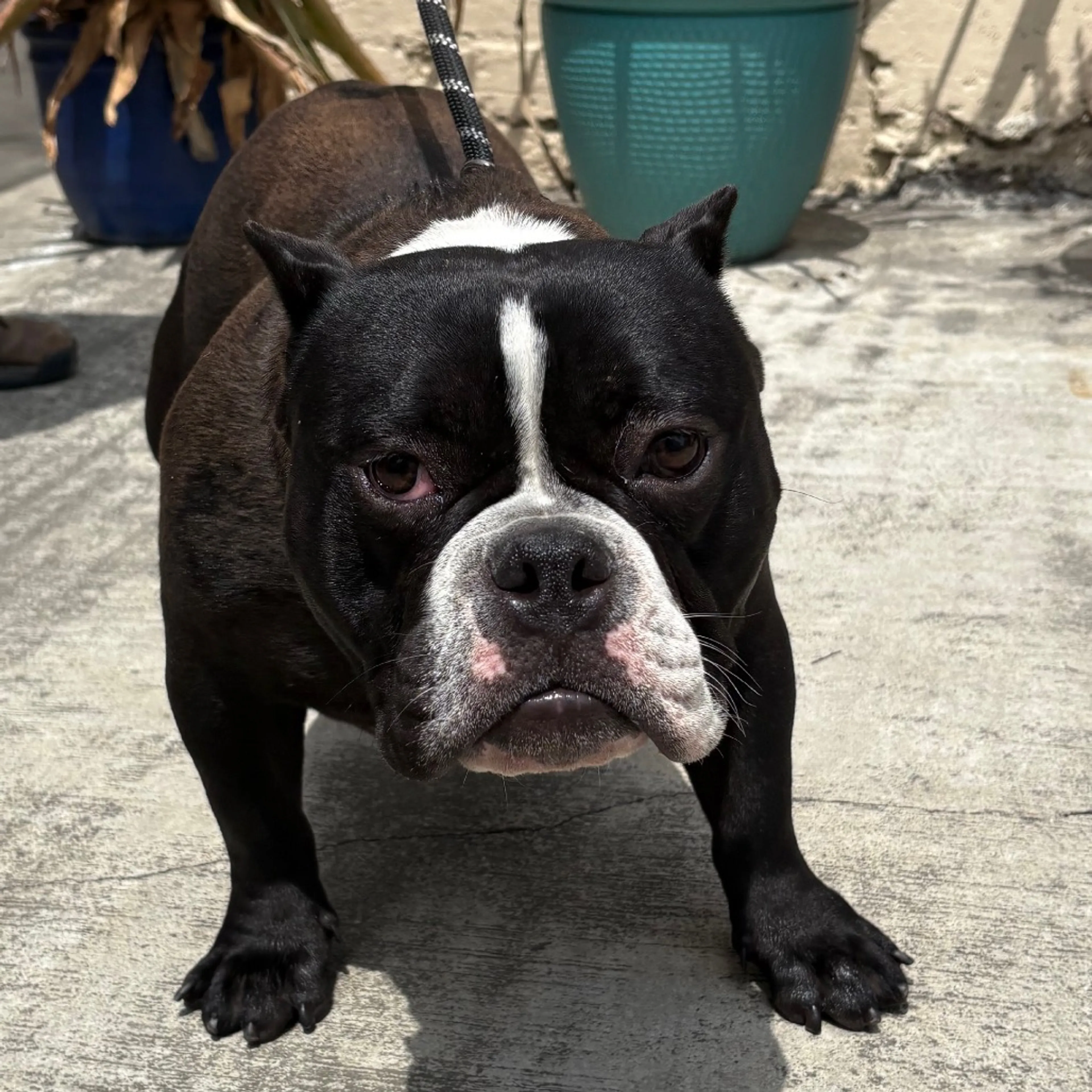 Found pet