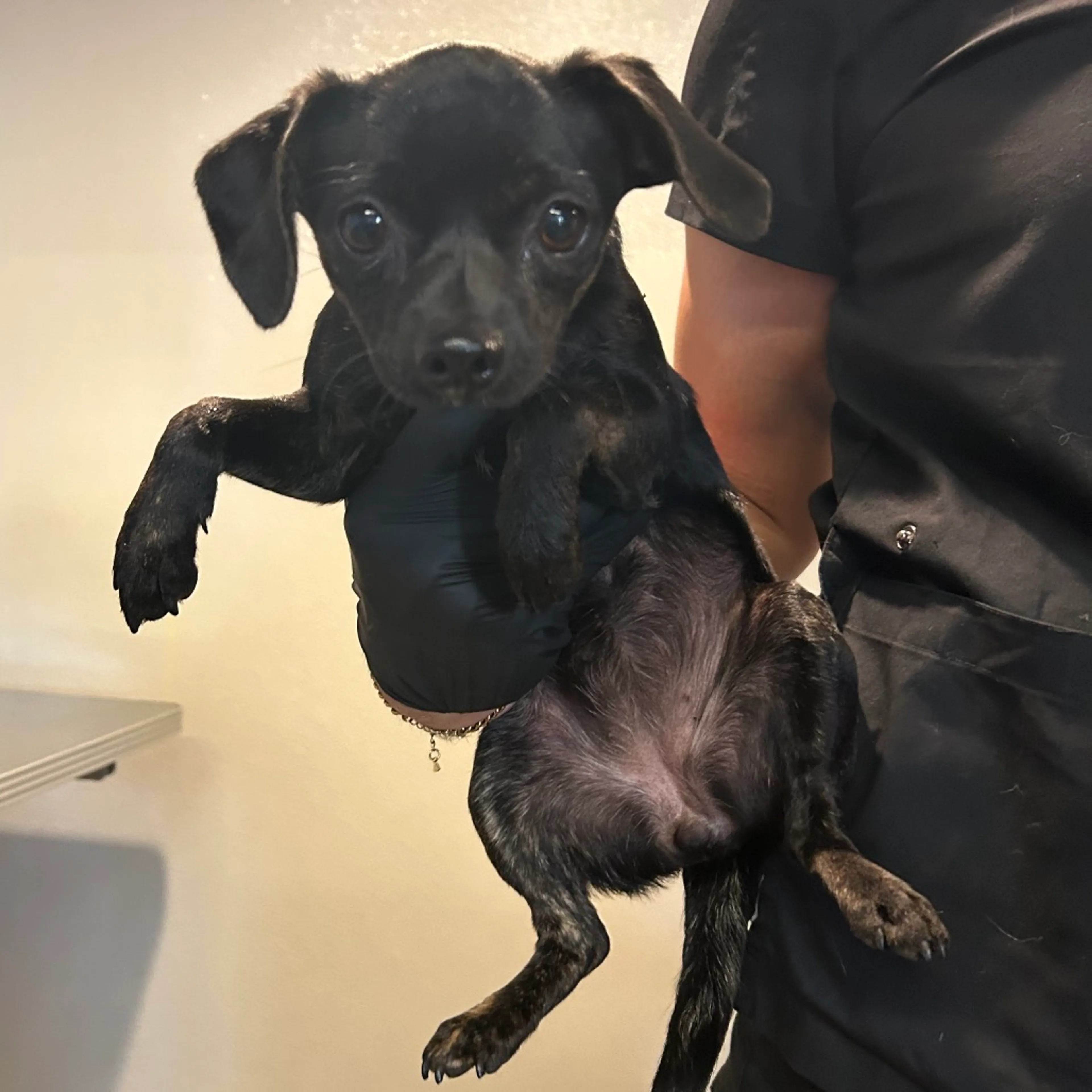Found pet-2