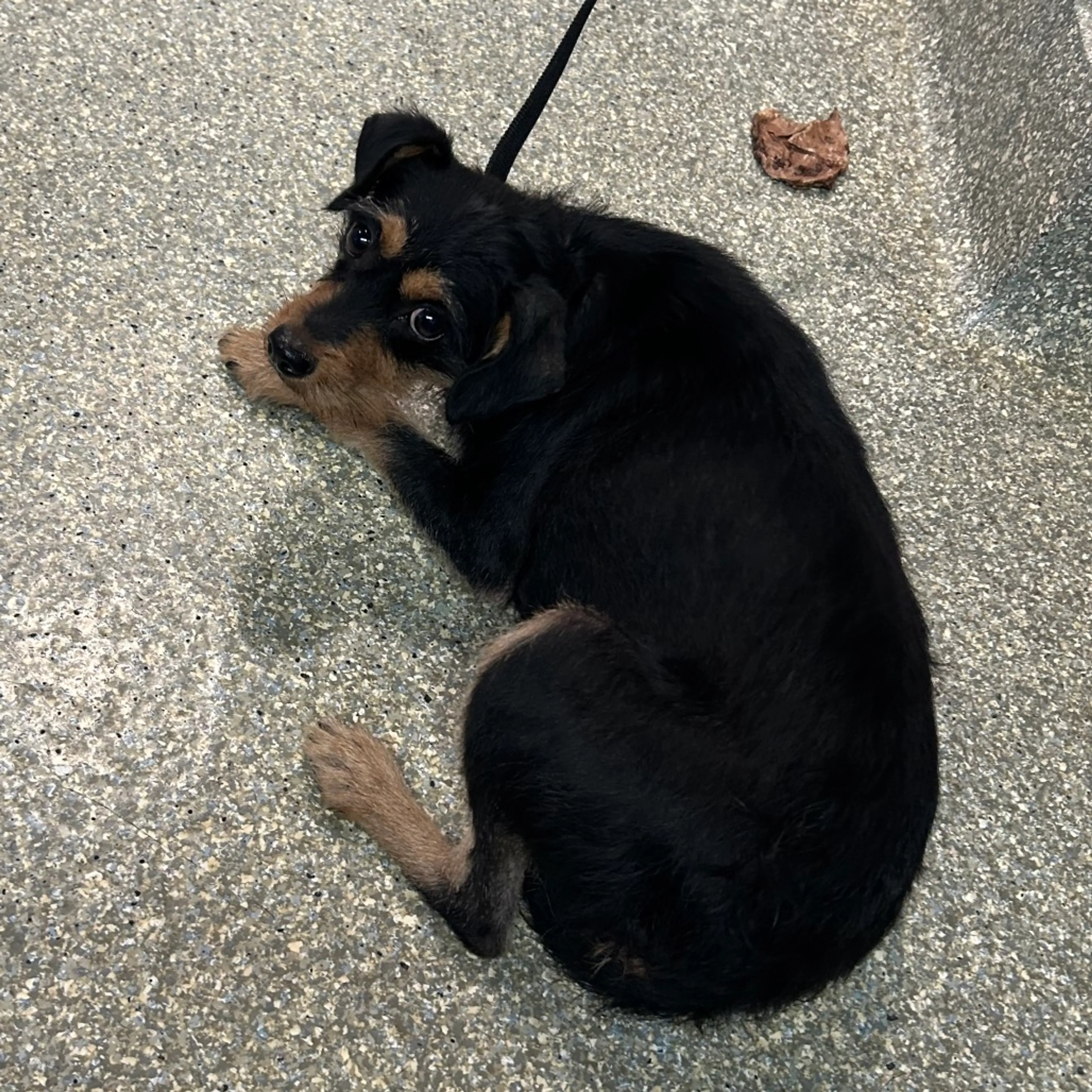 Found pet-1