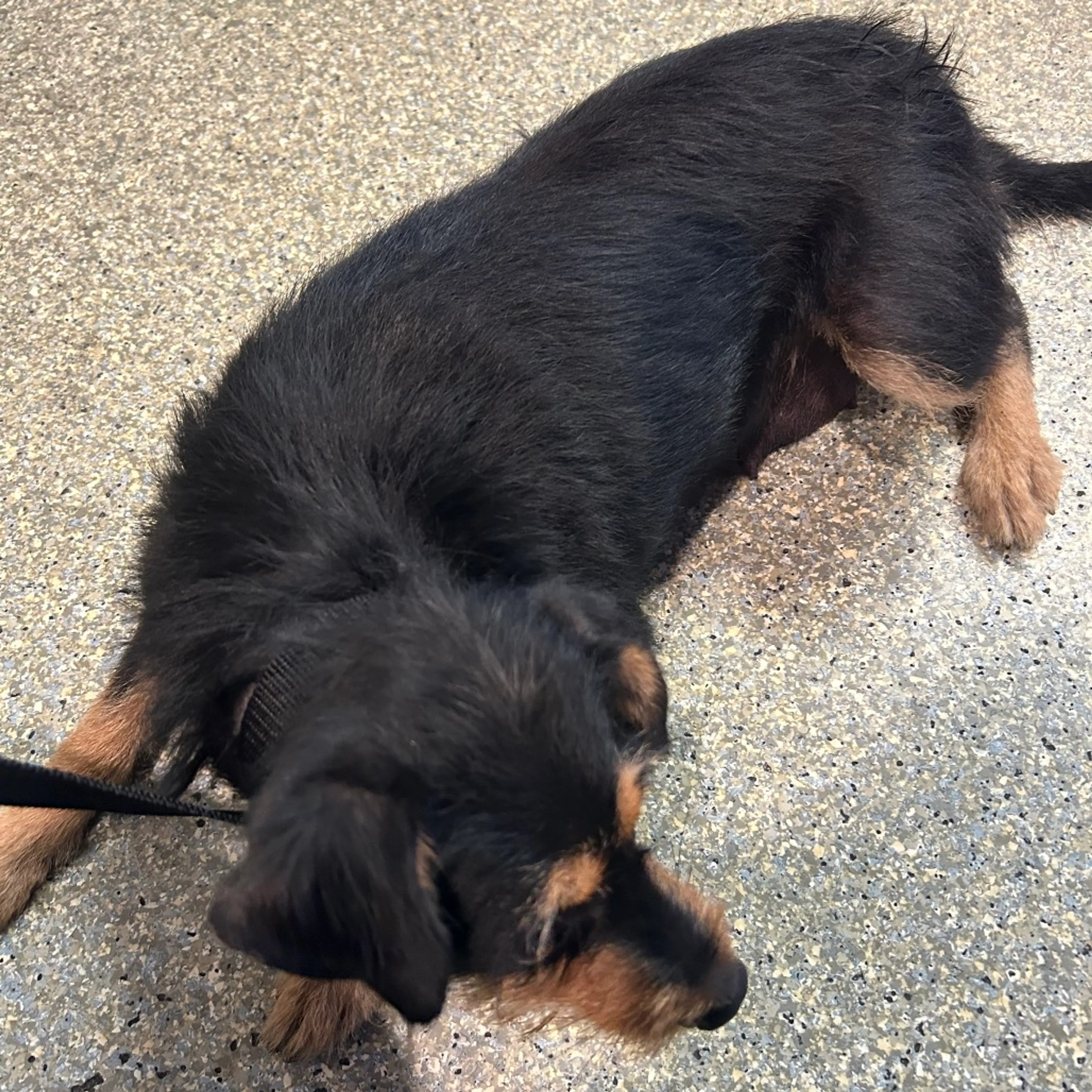 Found pet-2