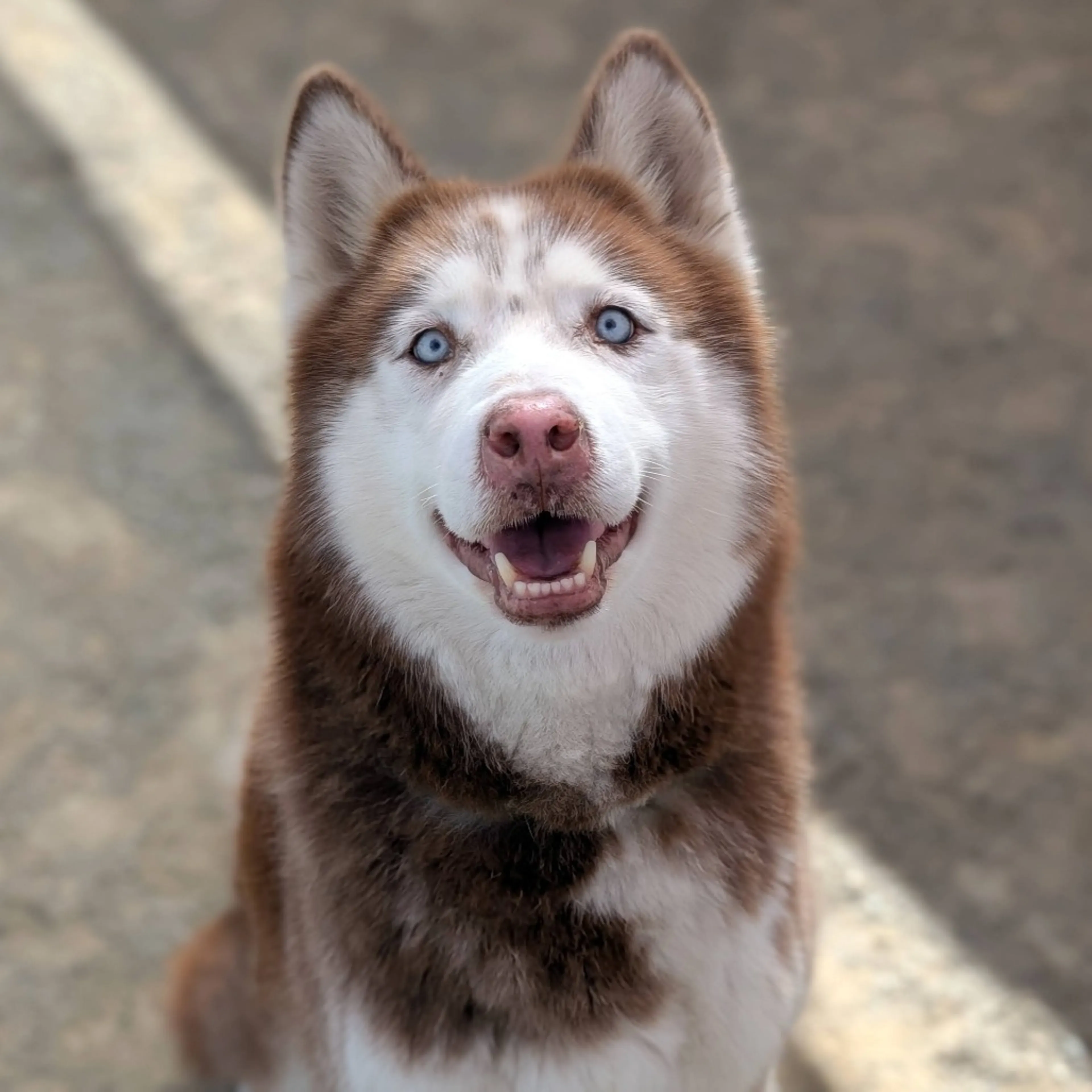 Found pet