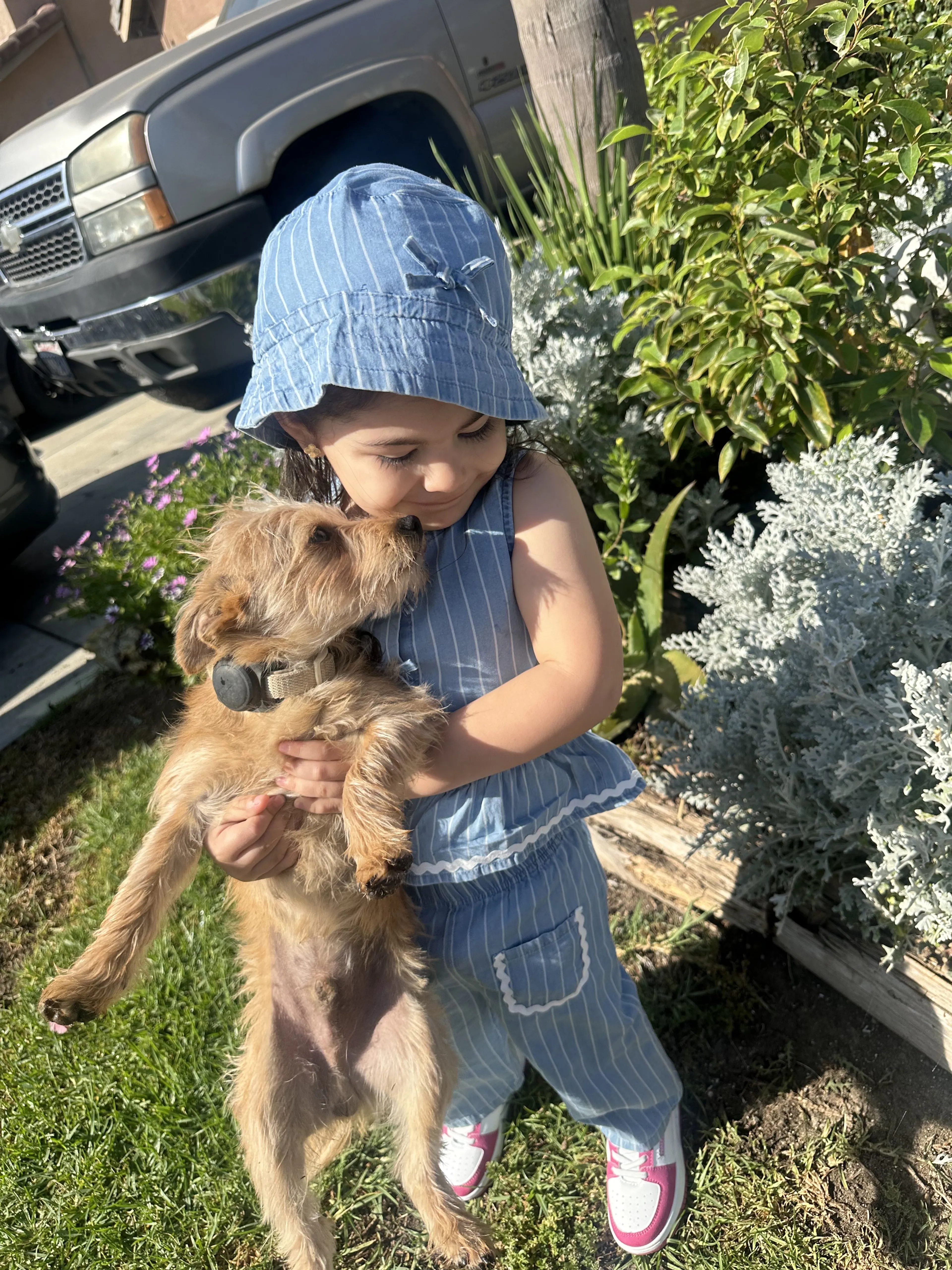 Lost pet