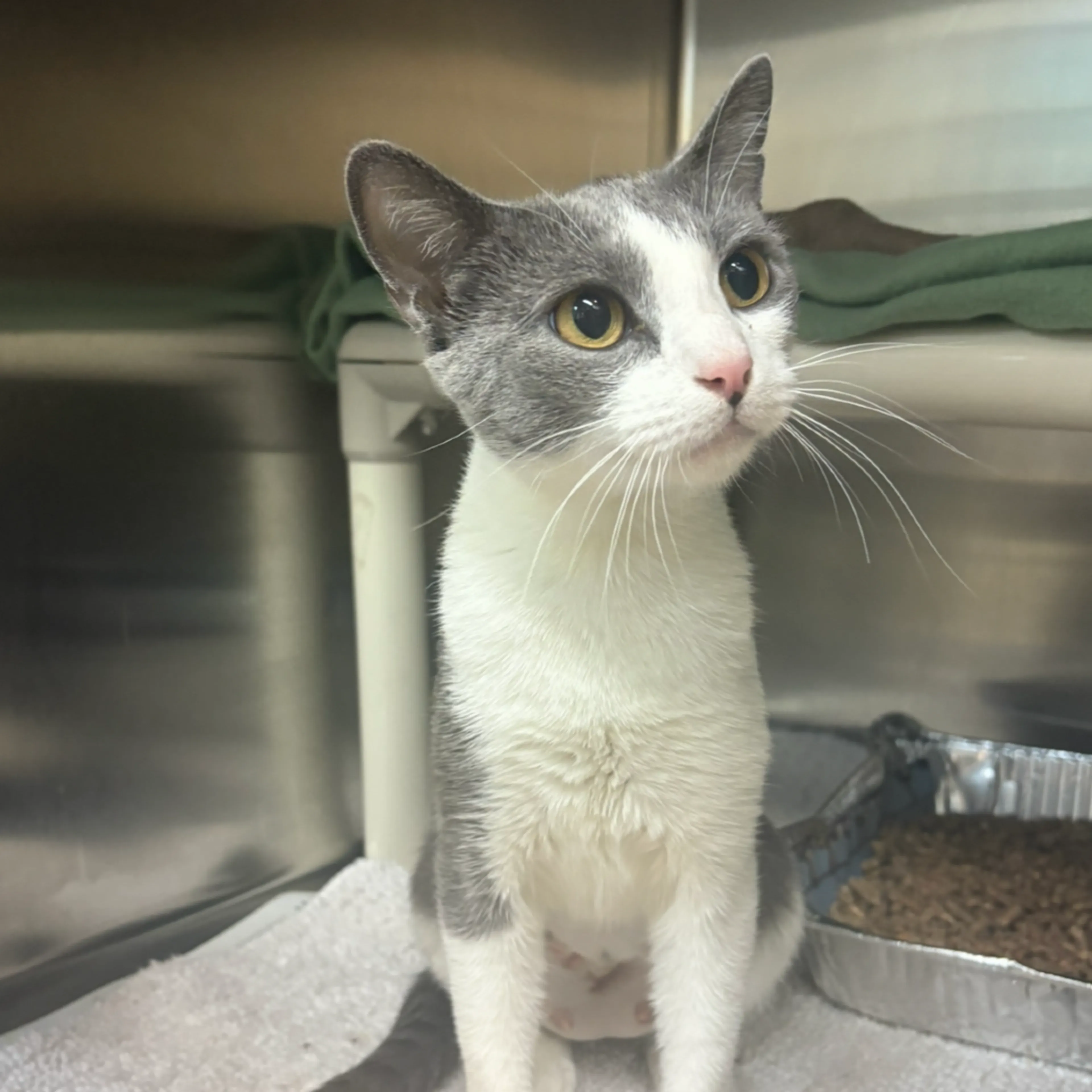 Found pet-3