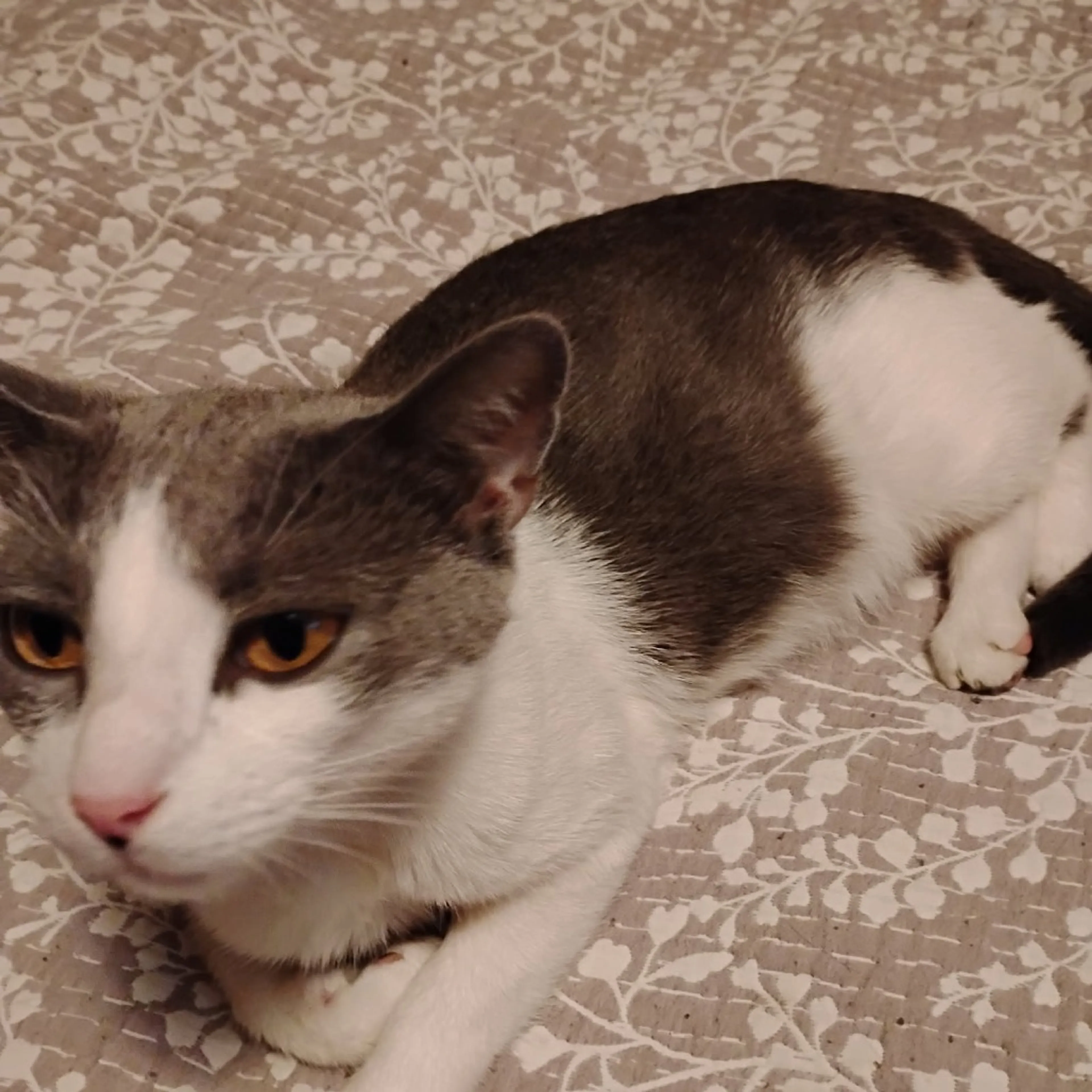 Found pet-1