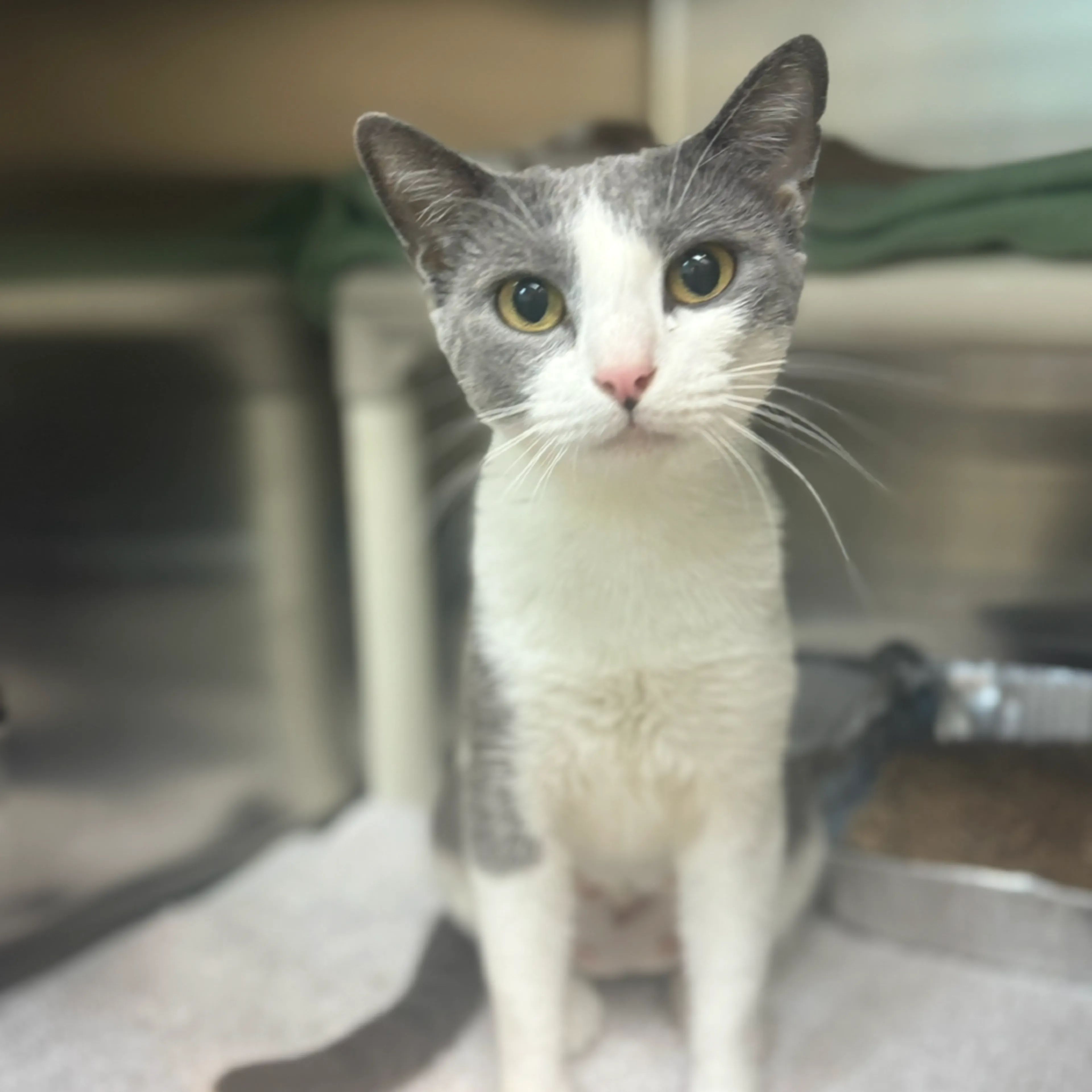 Found pet-2
