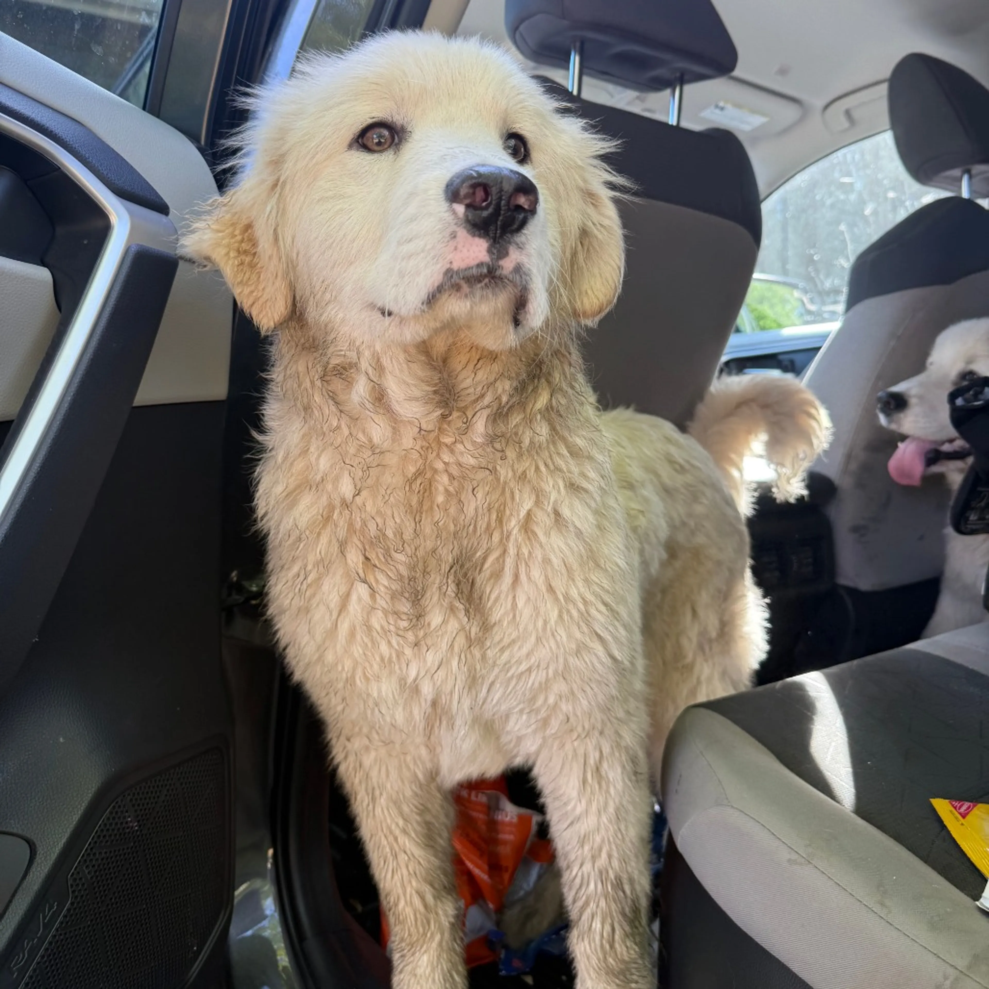 Found pet-2