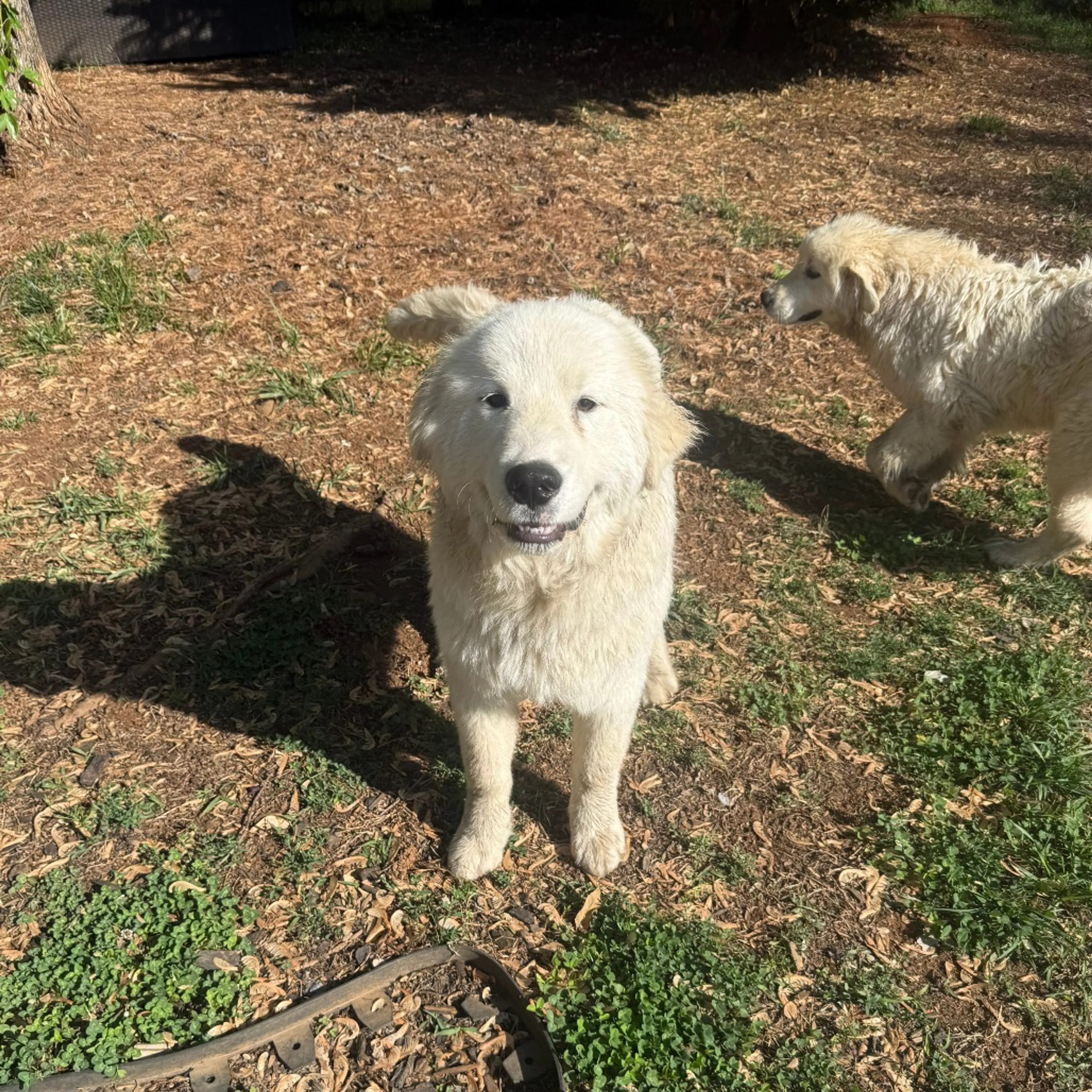Found pet-1