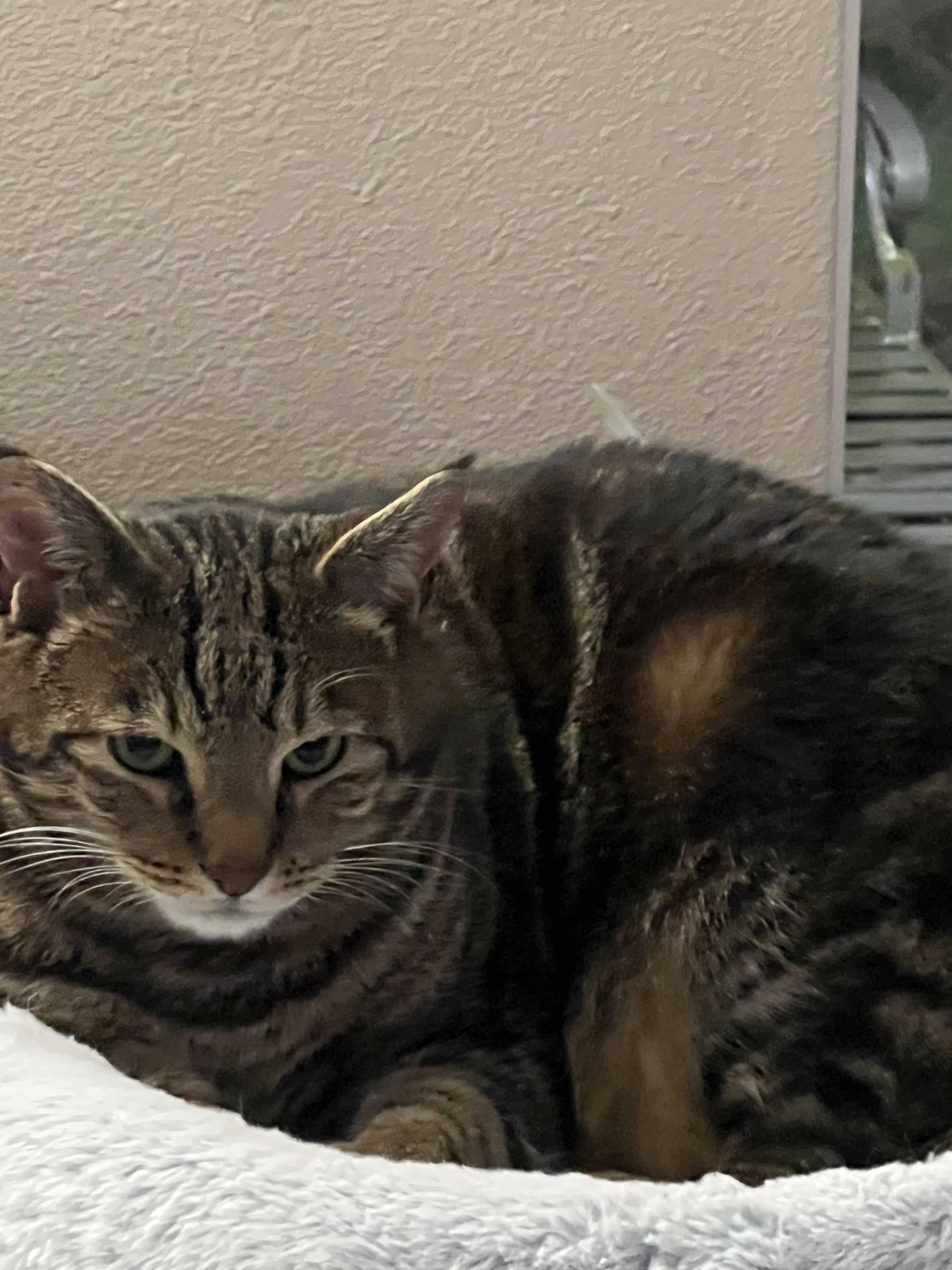 Lost pet-1