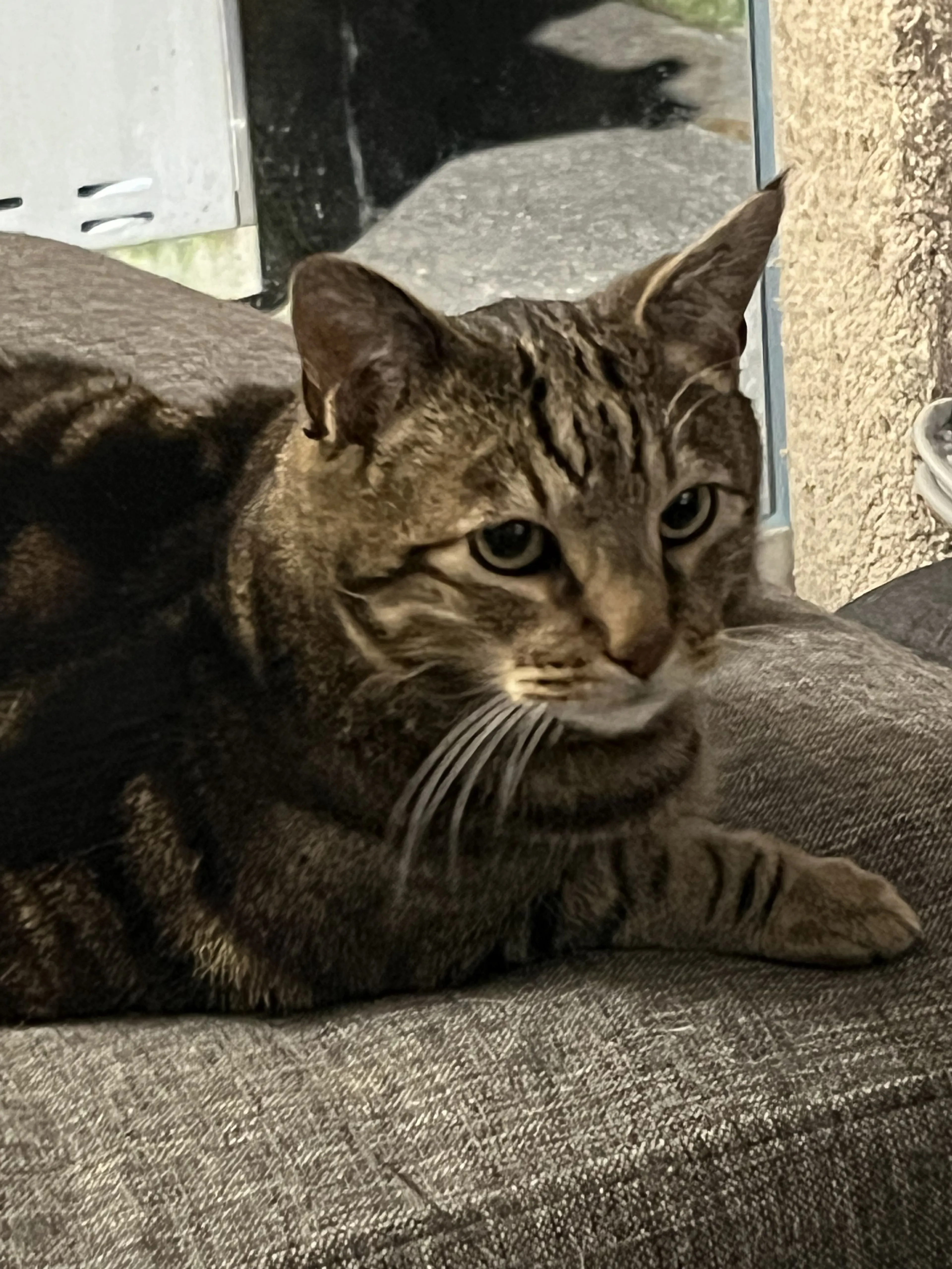 Lost pet-0