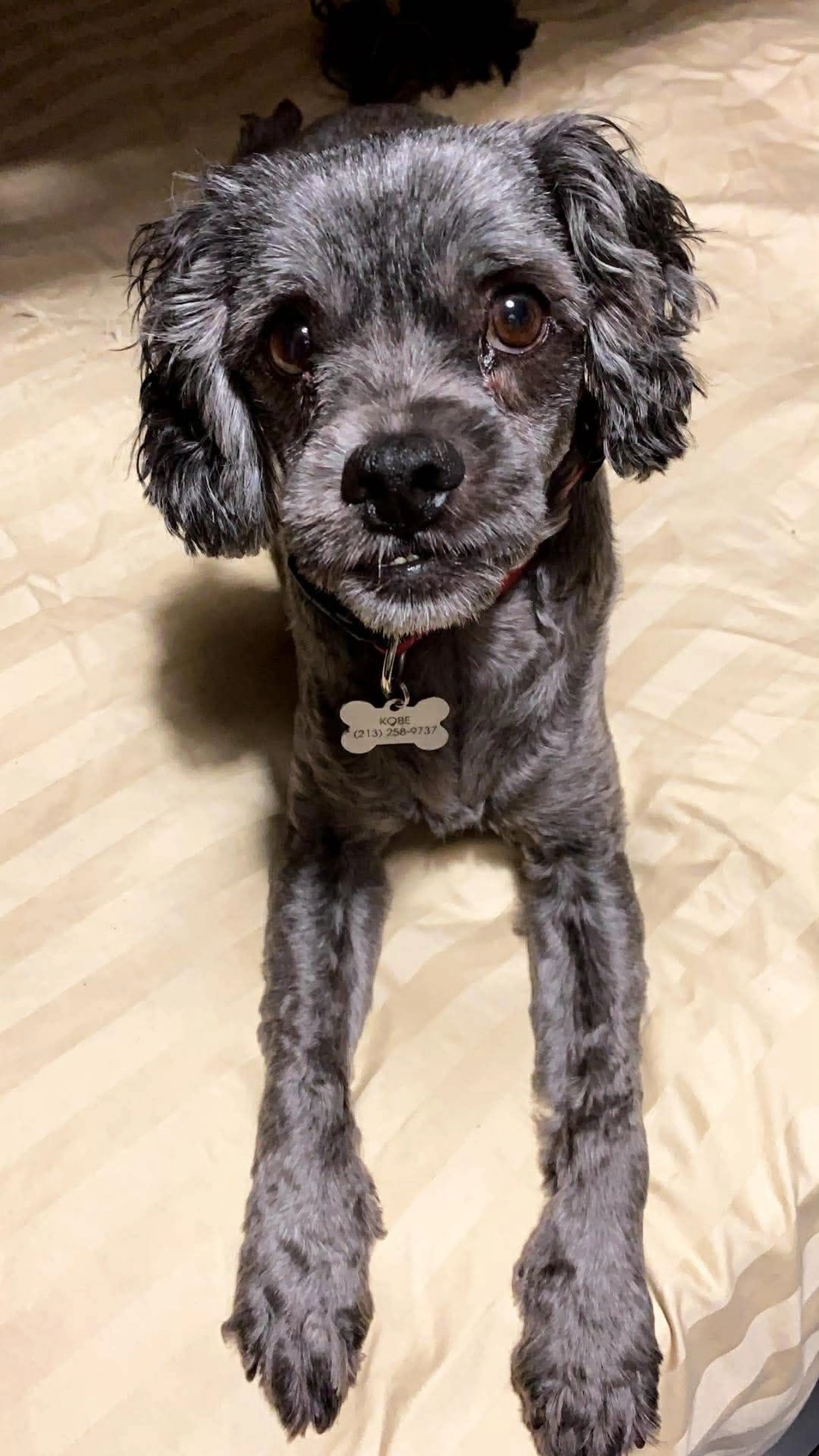 Lost pet-1