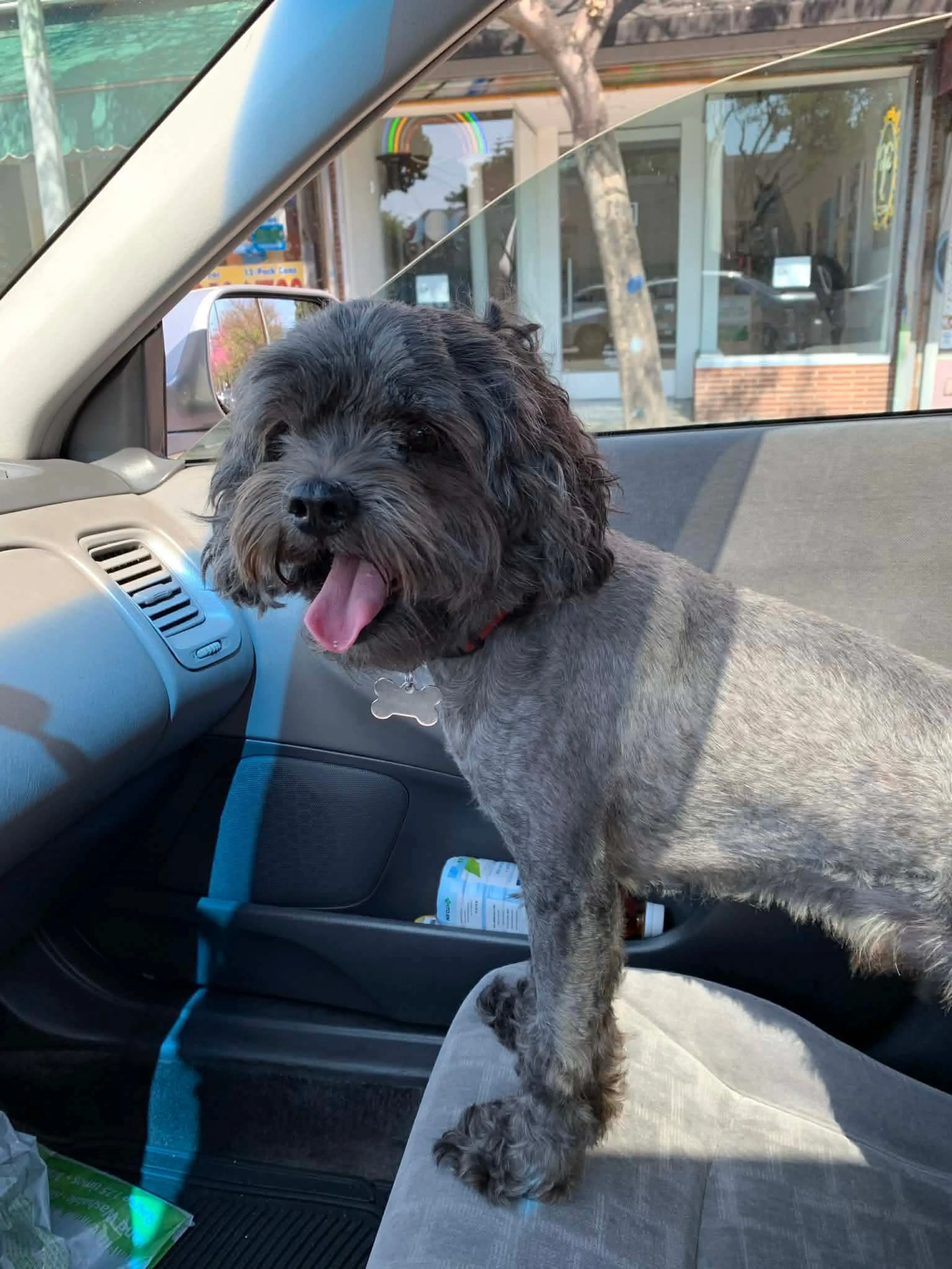 Lost pet-2