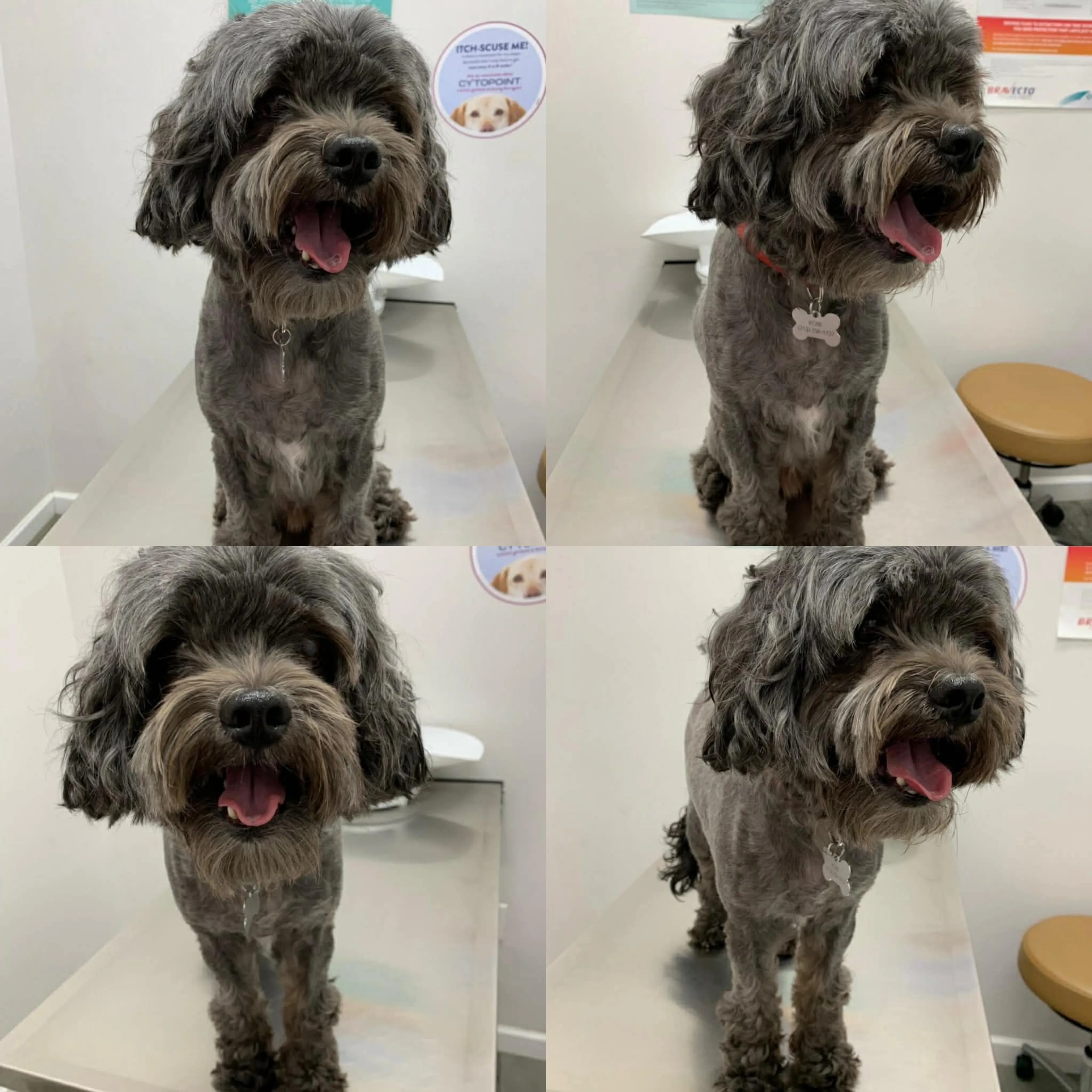 Lost pet-3