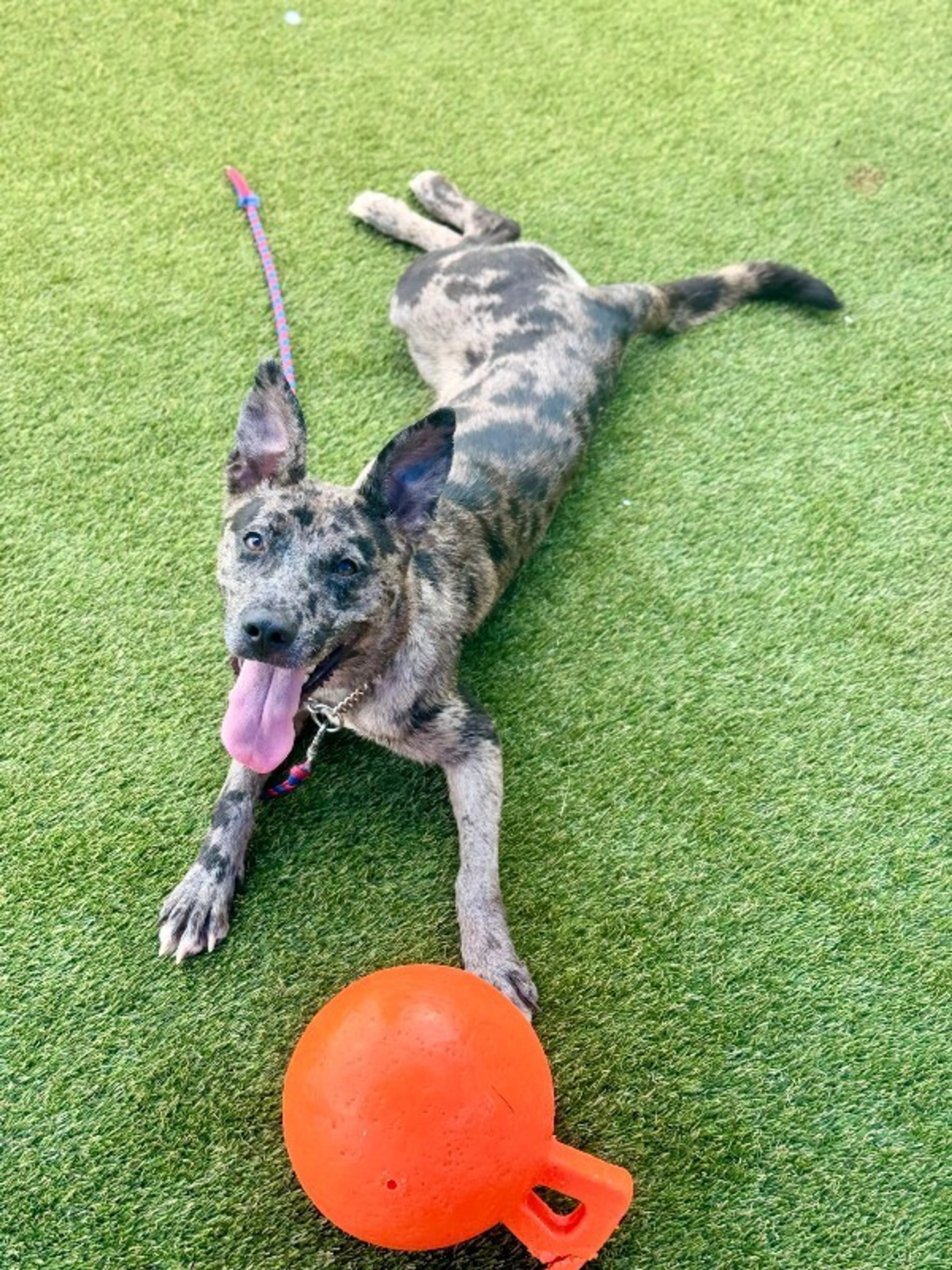 cdn image