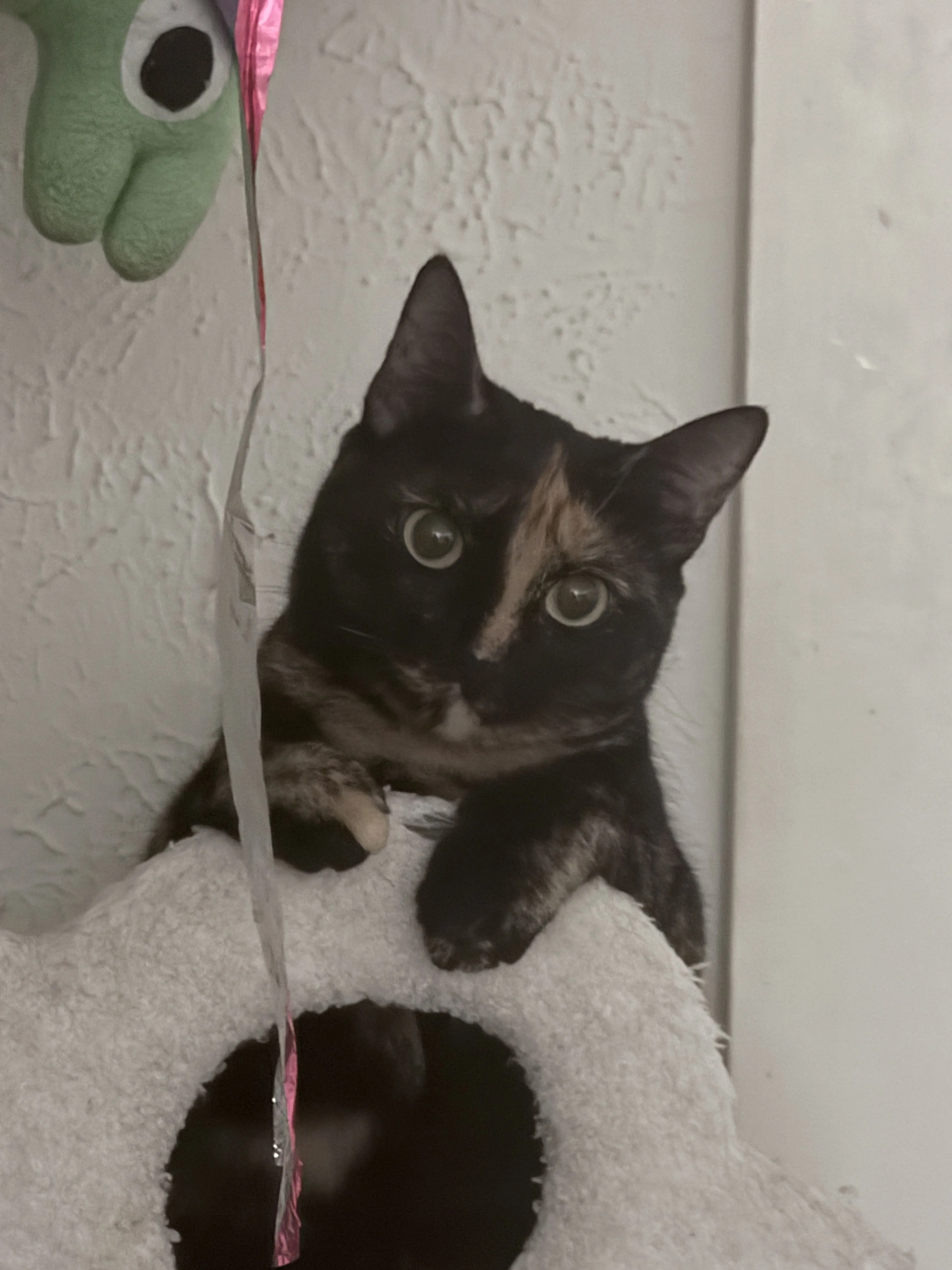 Lost pet-1