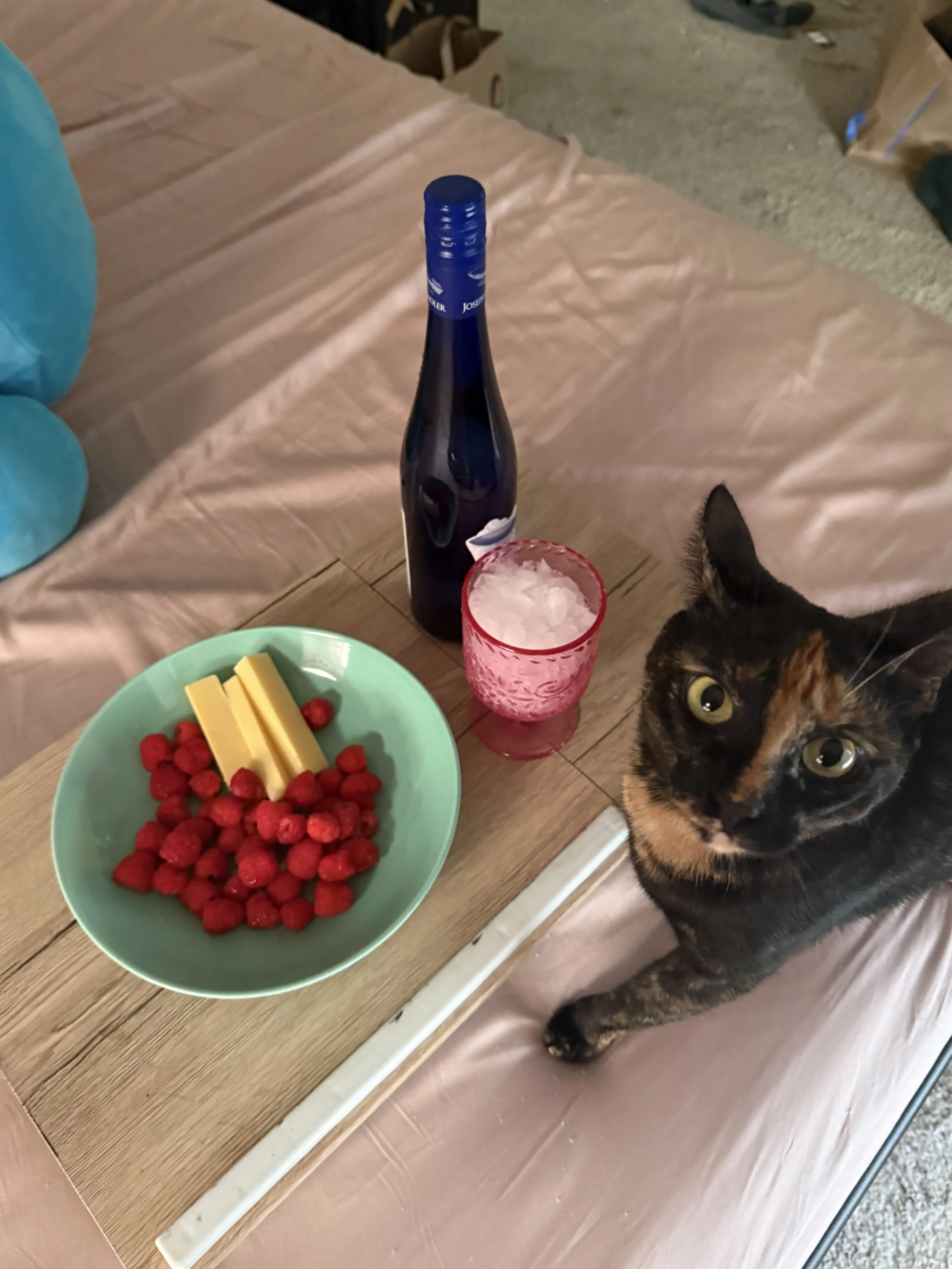 Lost pet-2