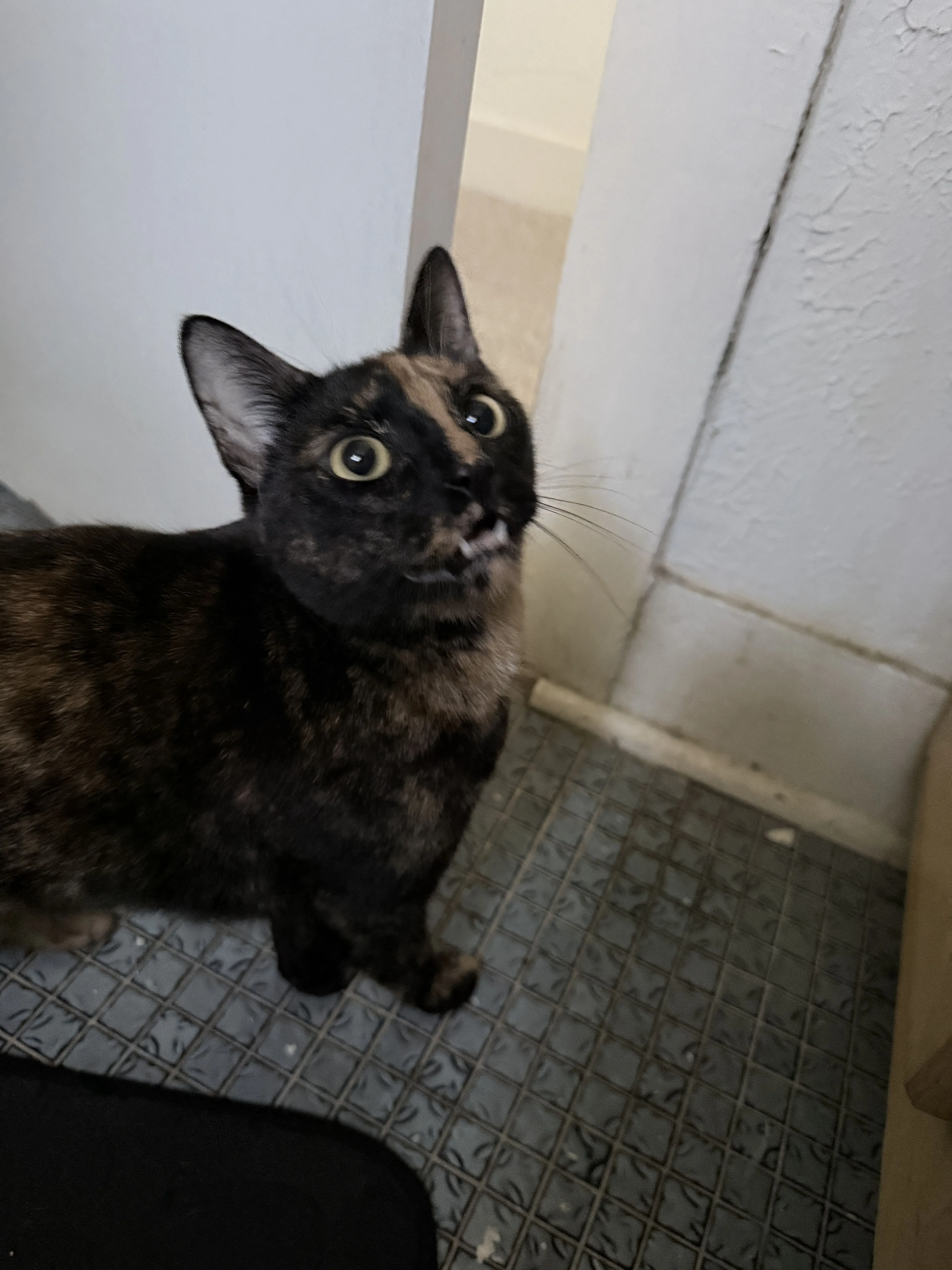 Lost pet-0