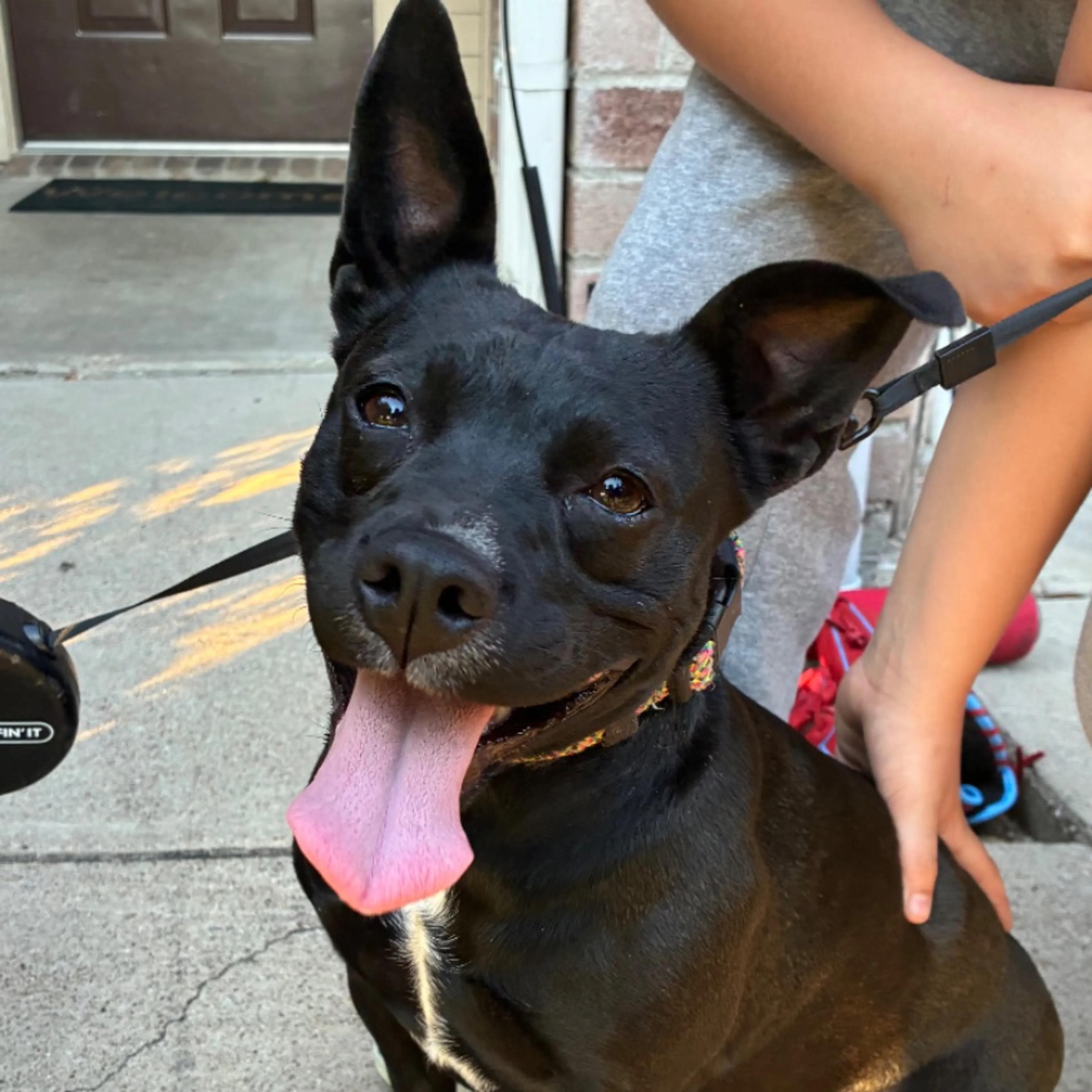 Found pet