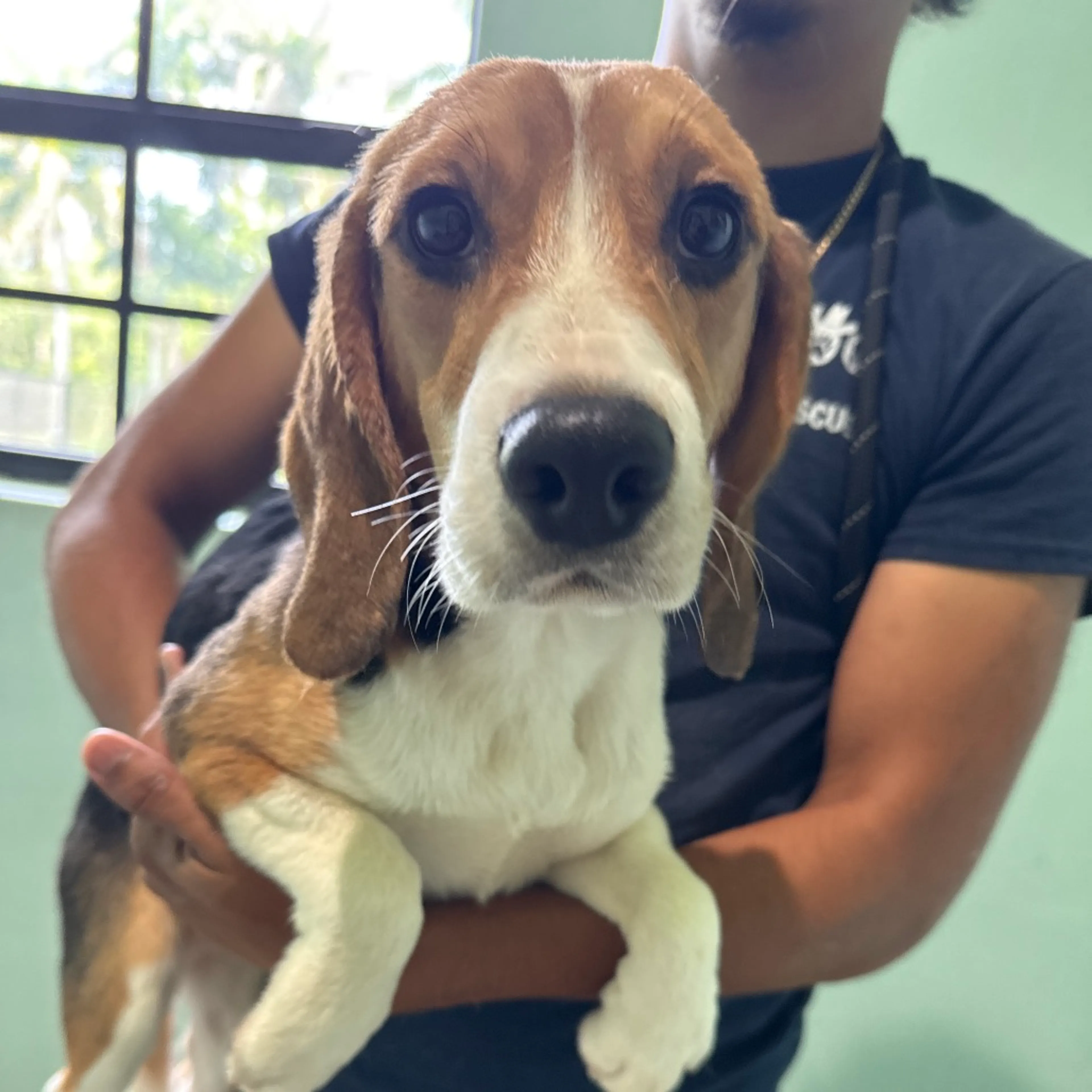 Found pet