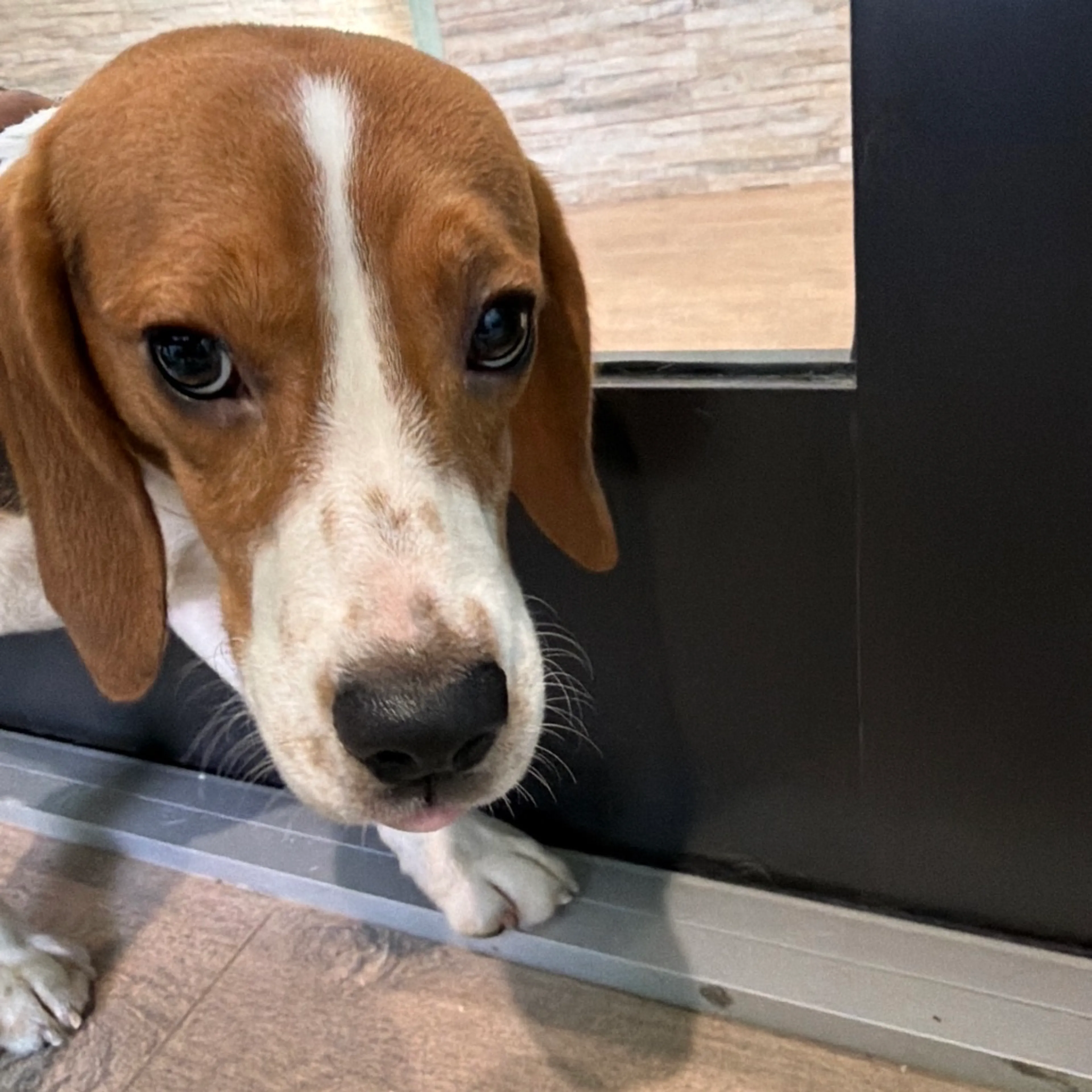 Found pet