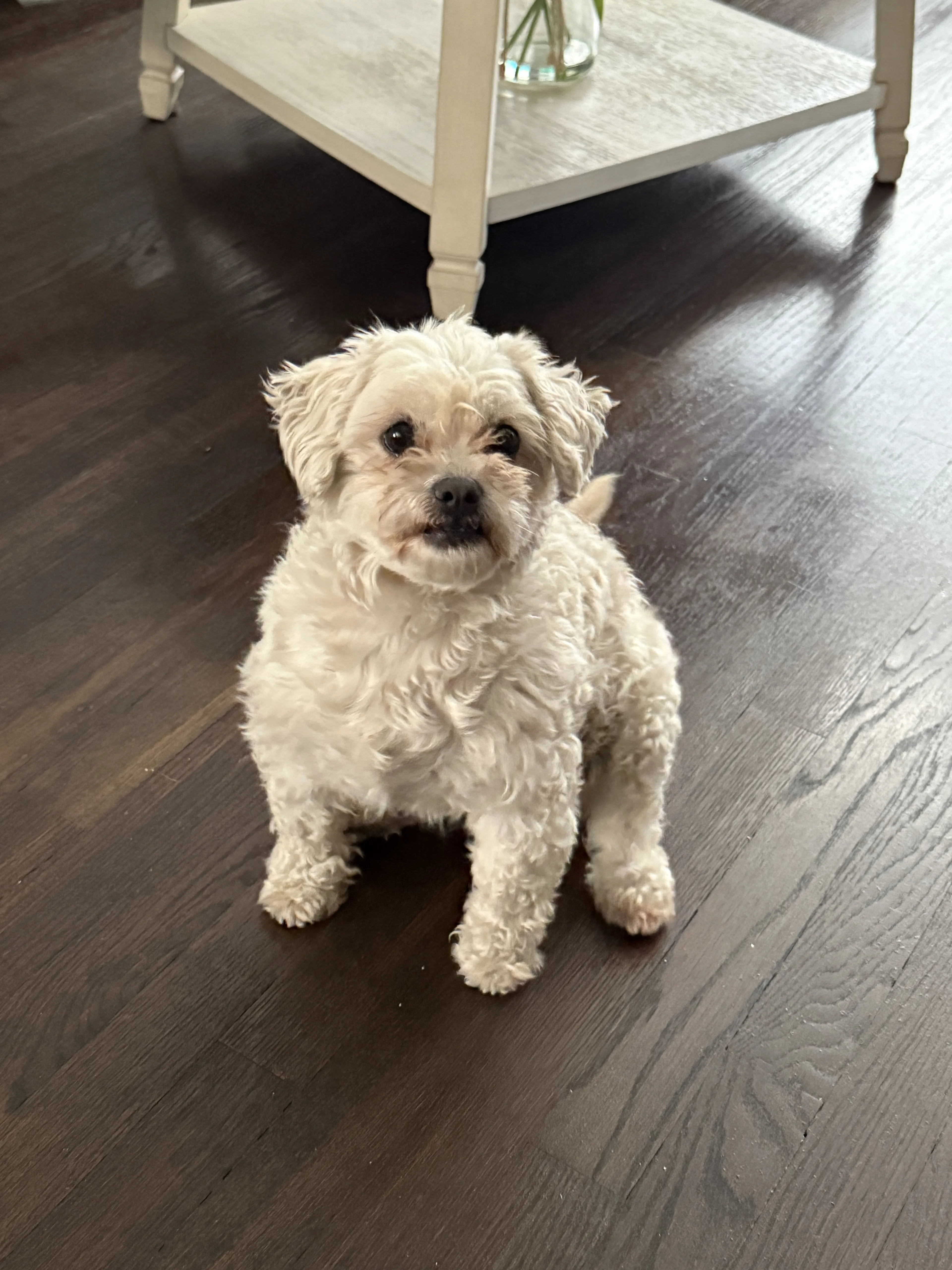 Lost pet