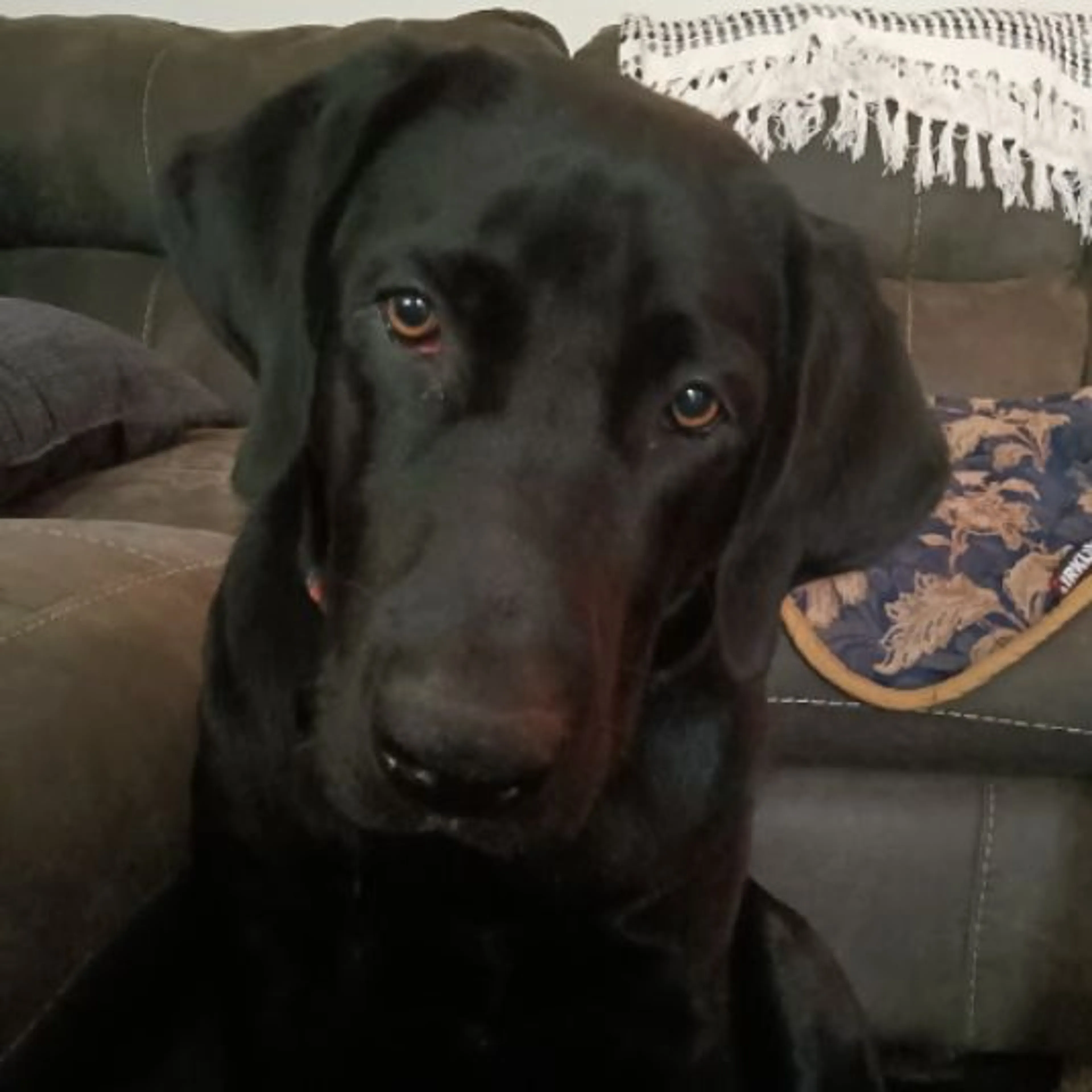 Lost pet