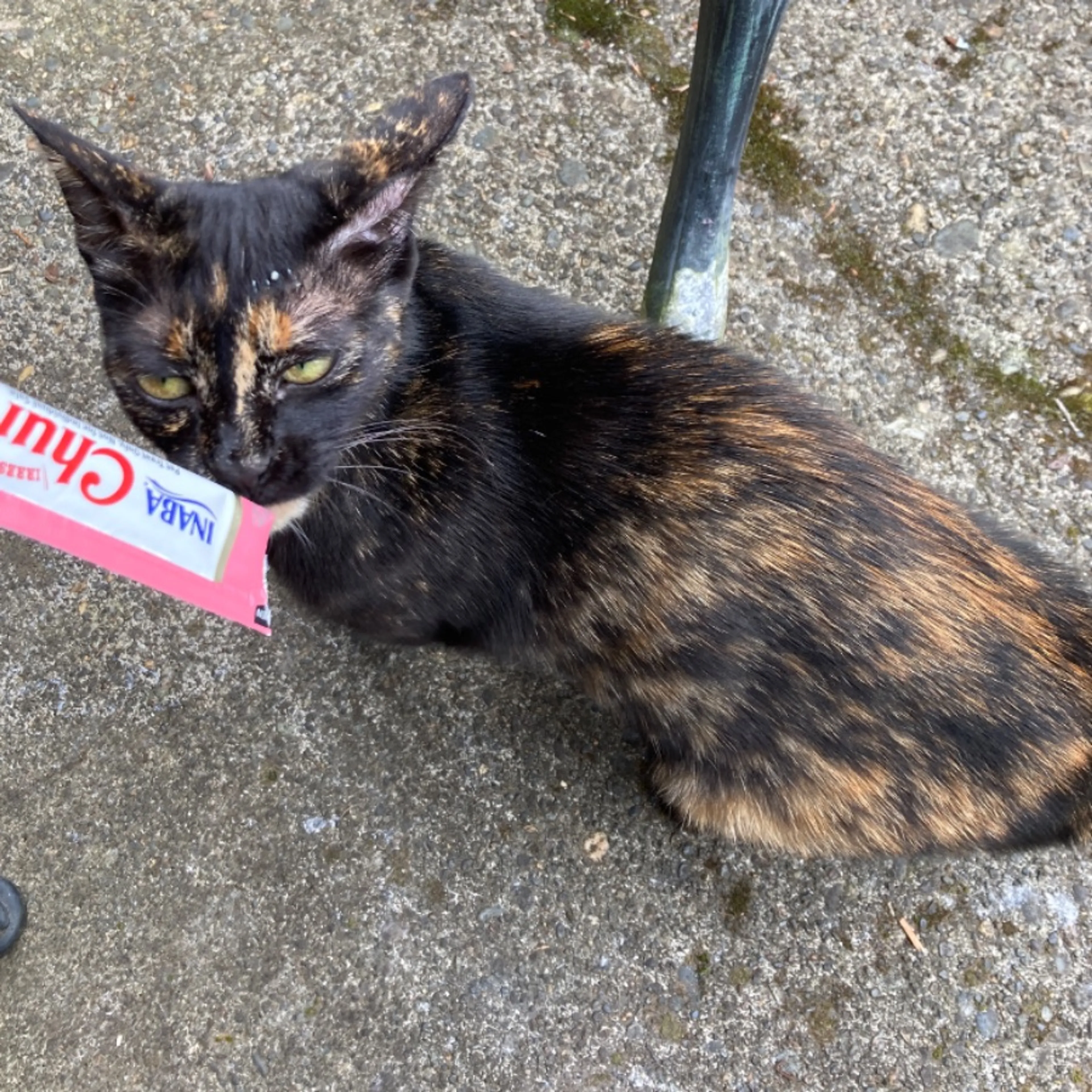 Found pet-0