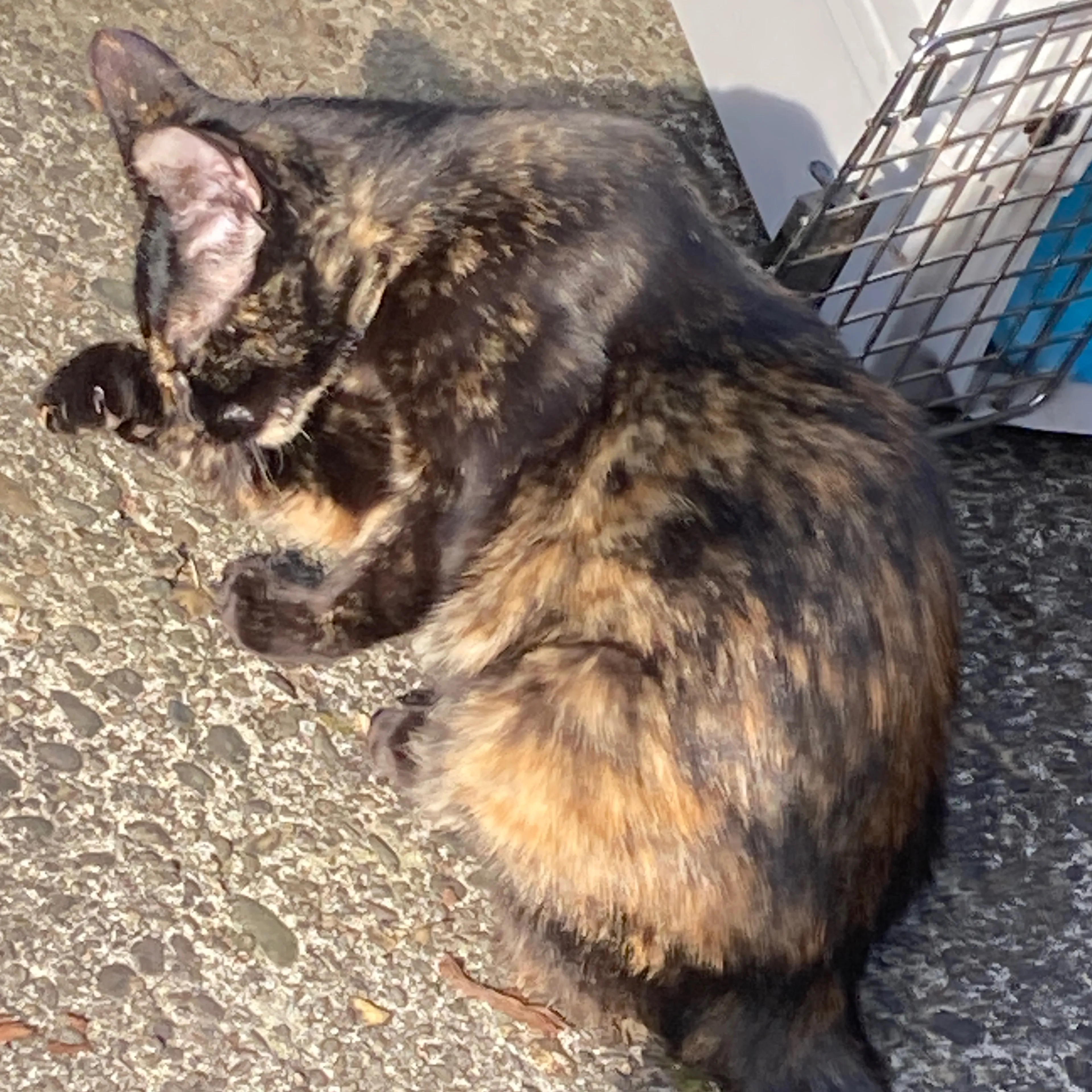 Found pet-3