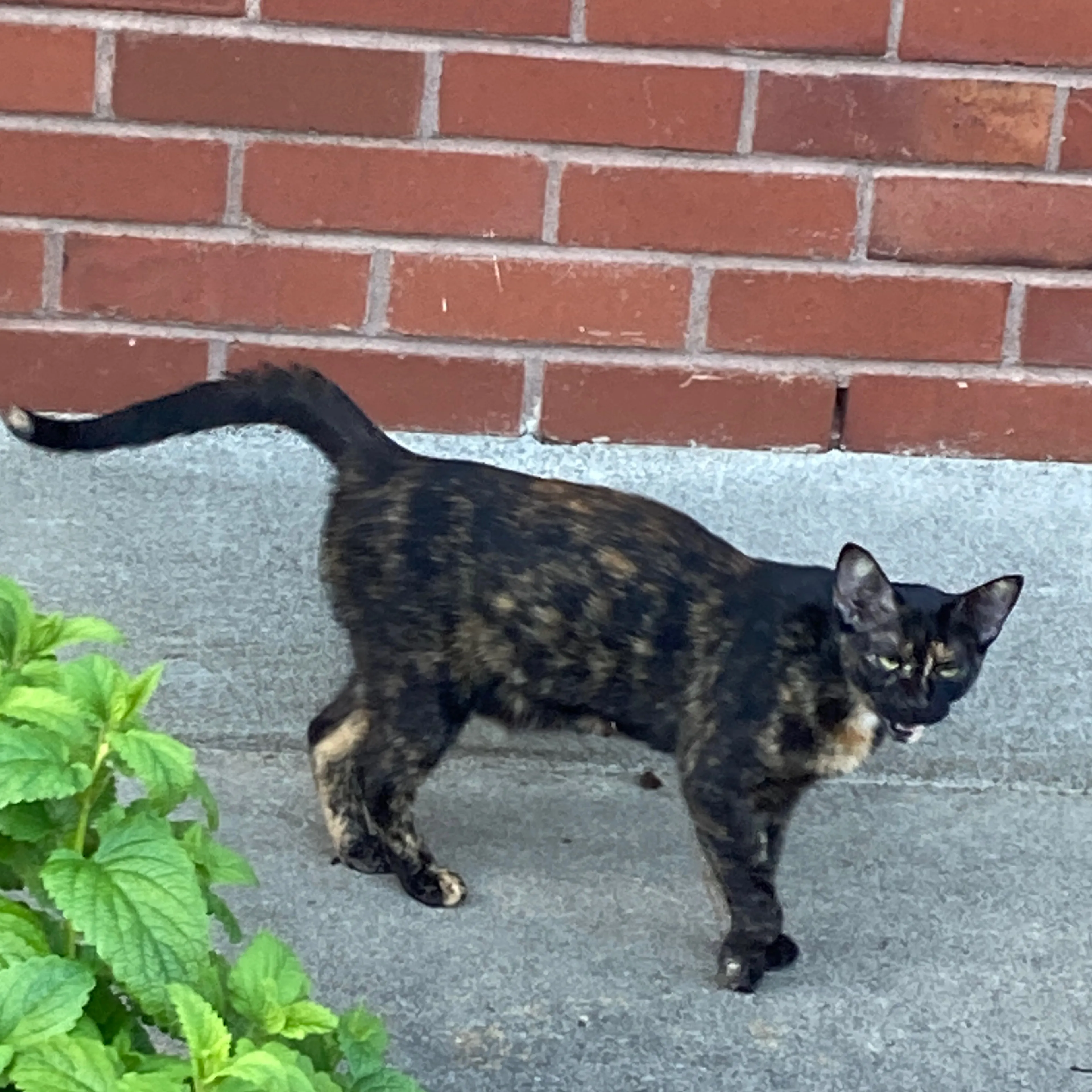 Found pet-1