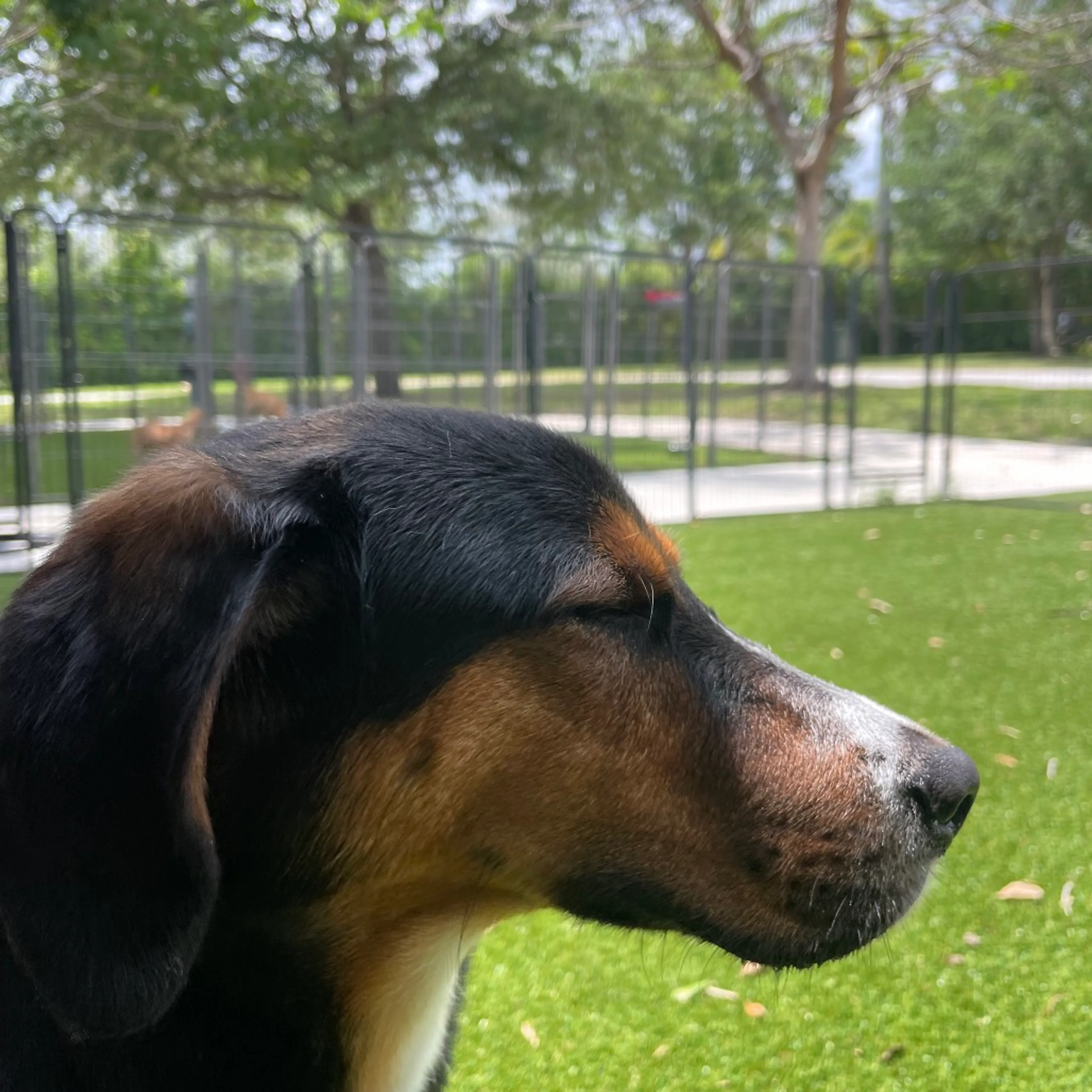 Found pet-2