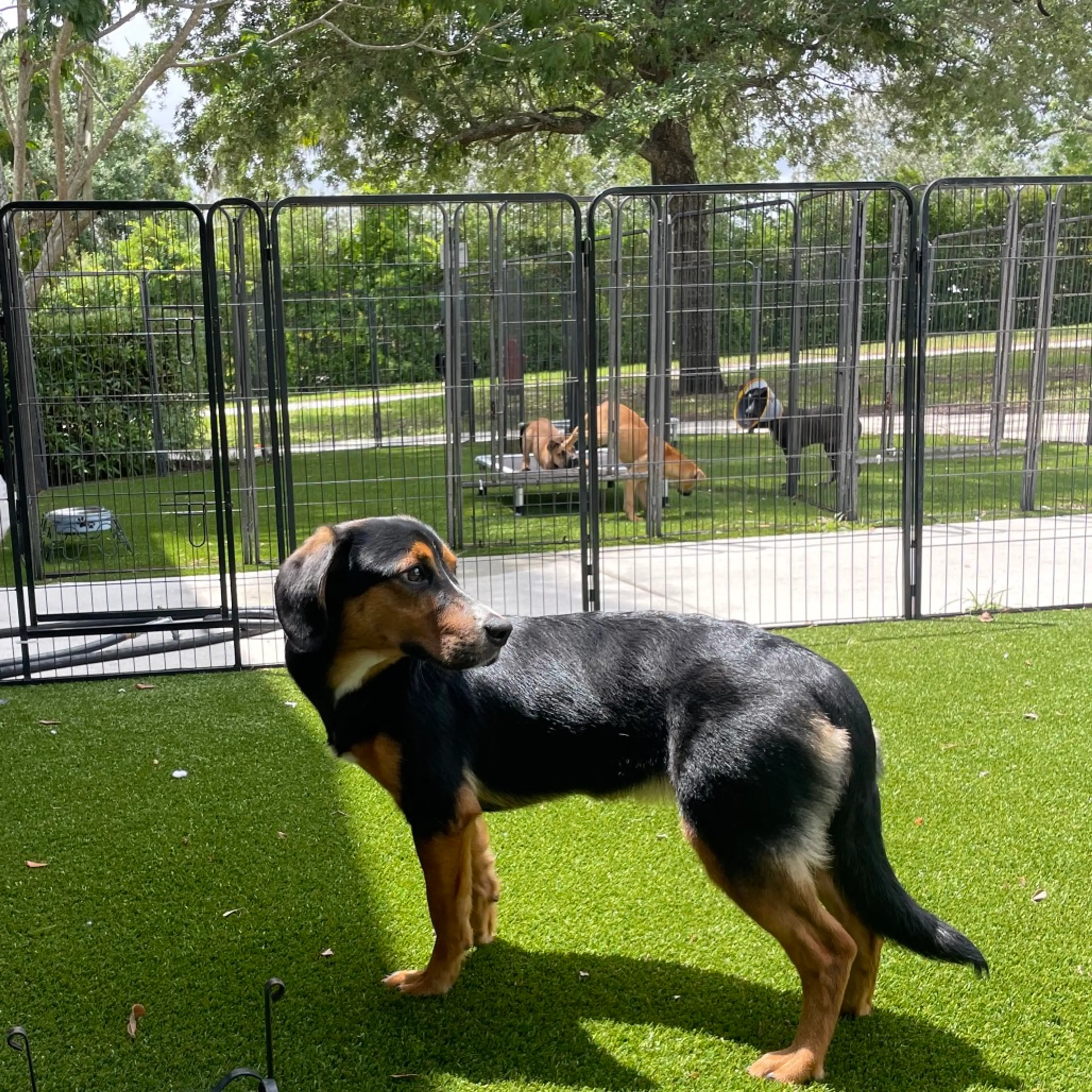 Found pet-1