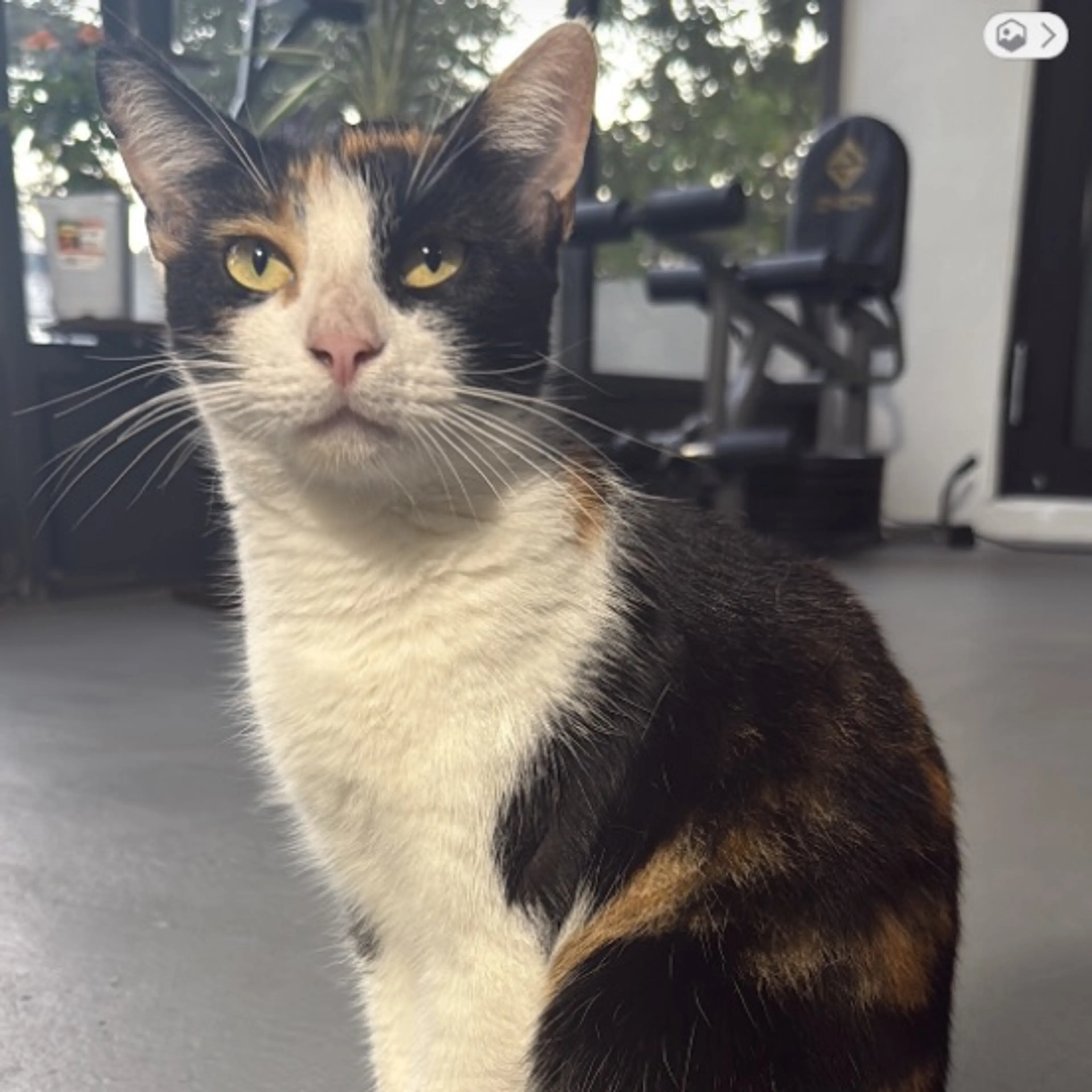 Lost pet