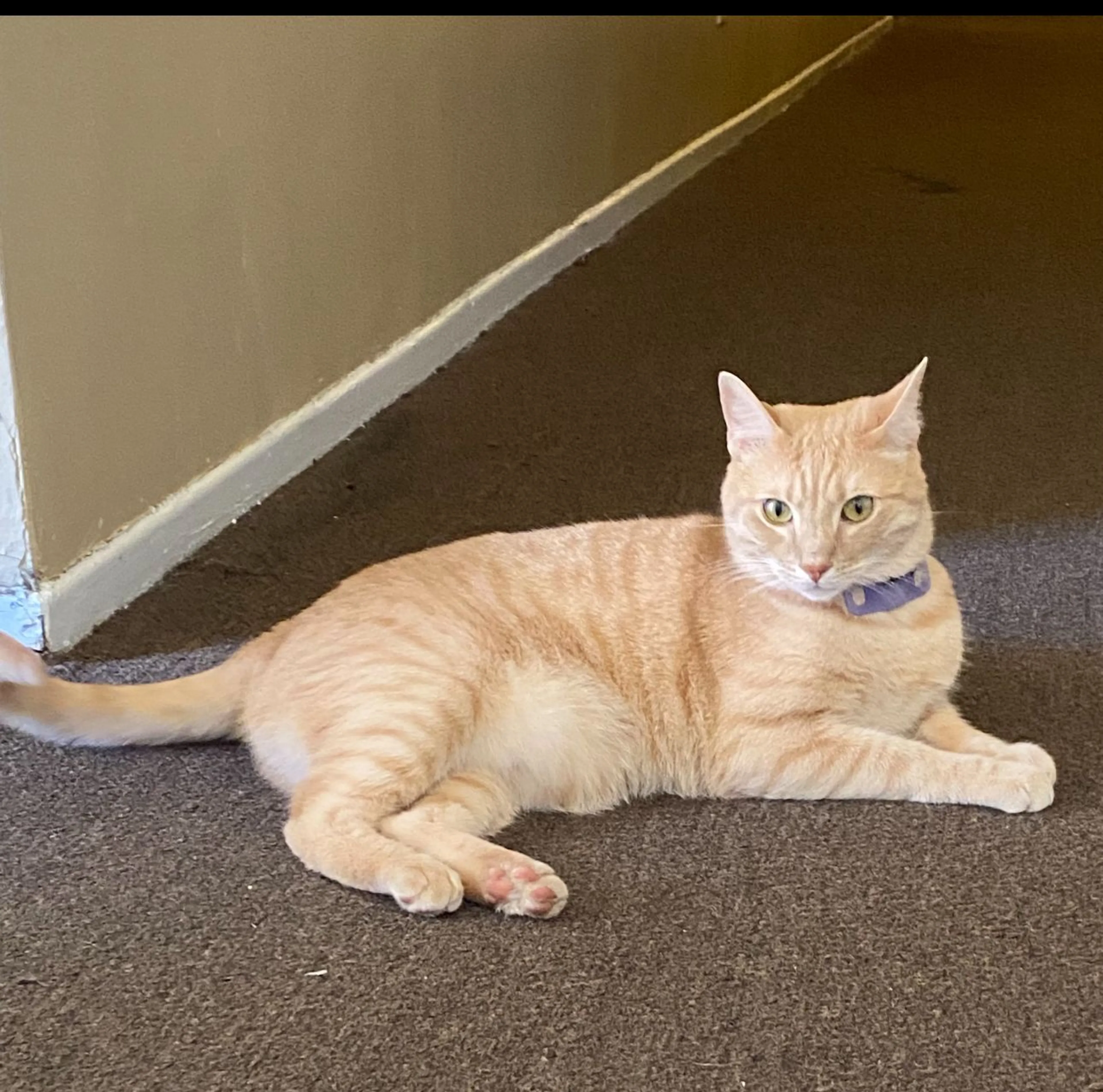 Lost pet