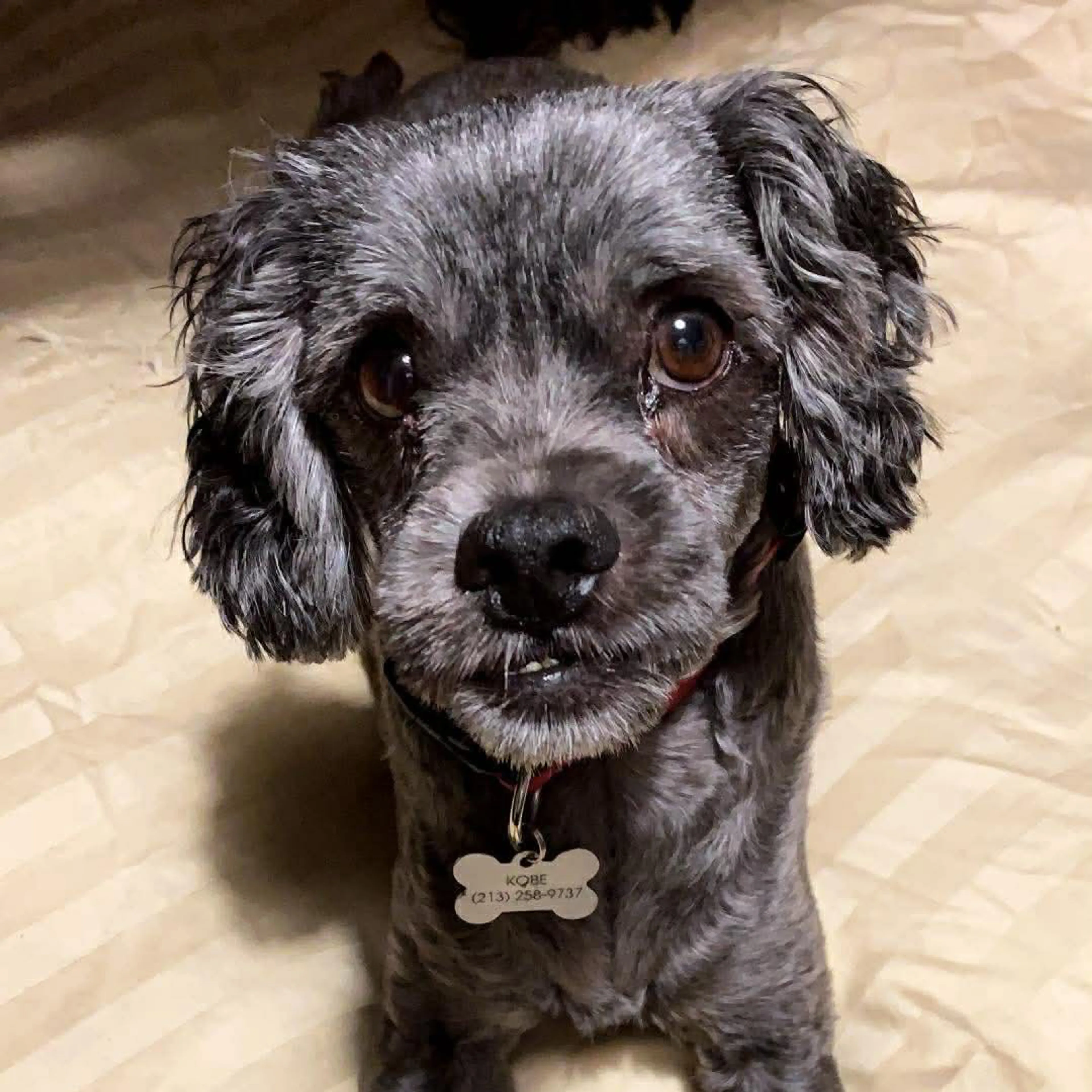 Lost pet-2