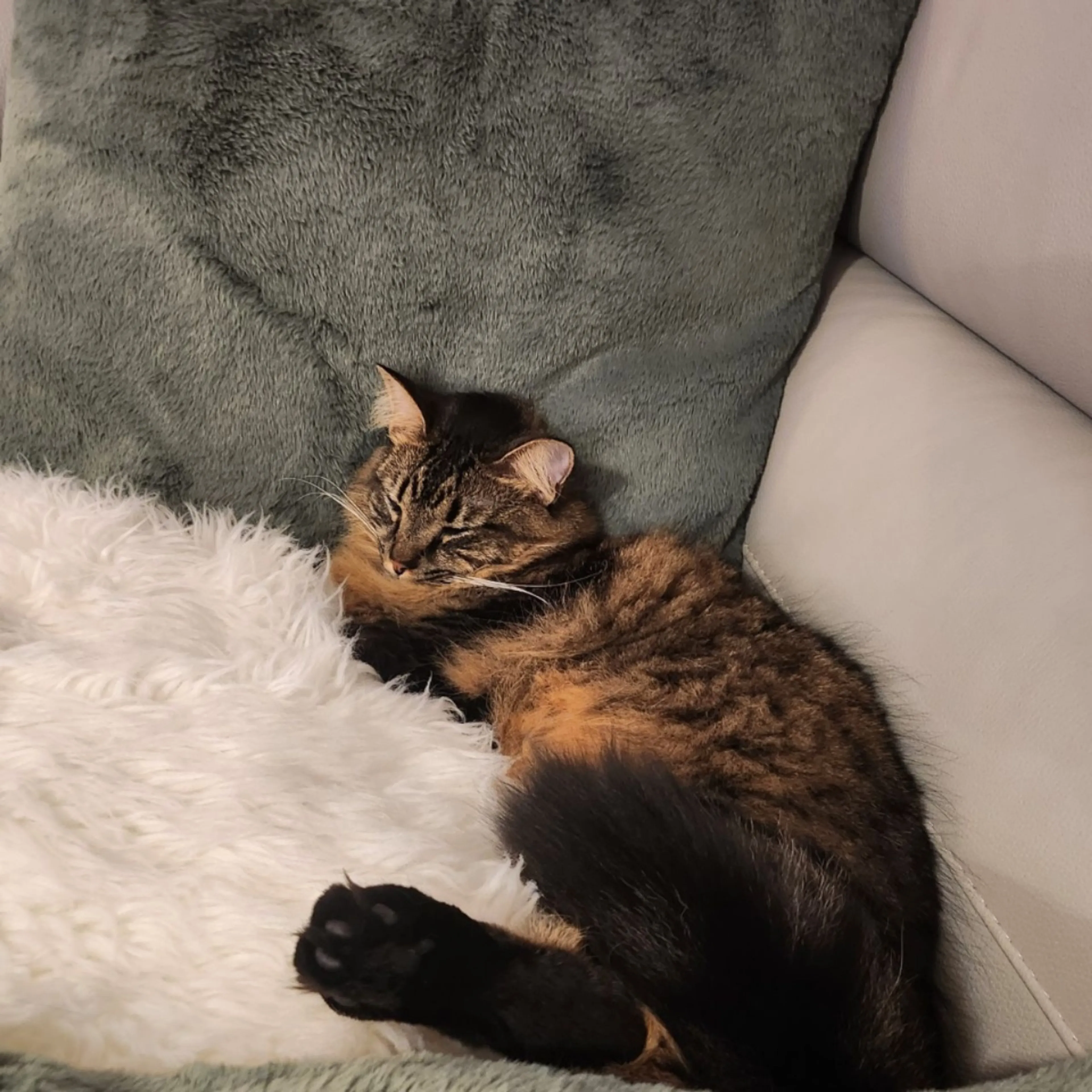 Lost pet