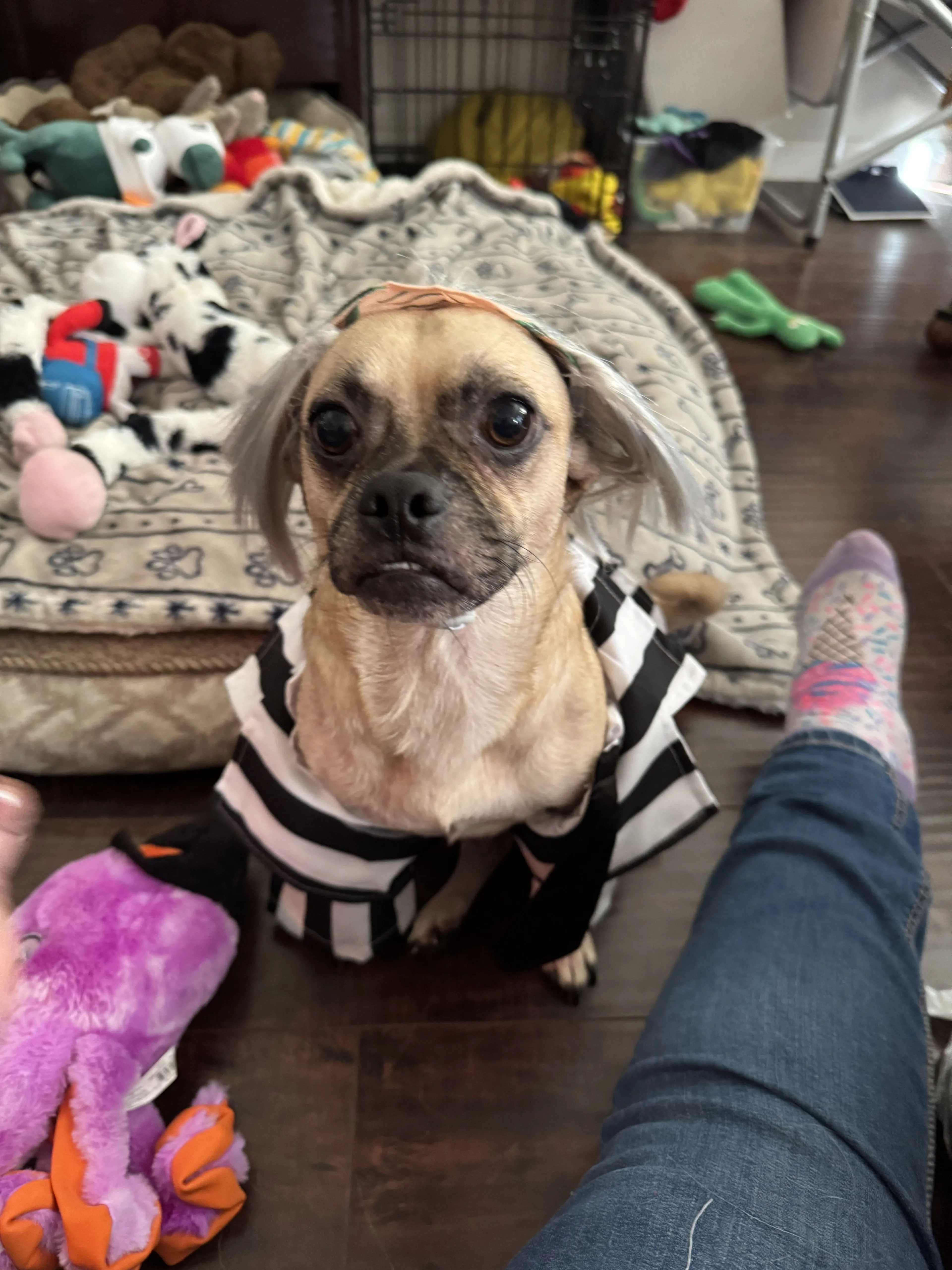 Lost pet-2