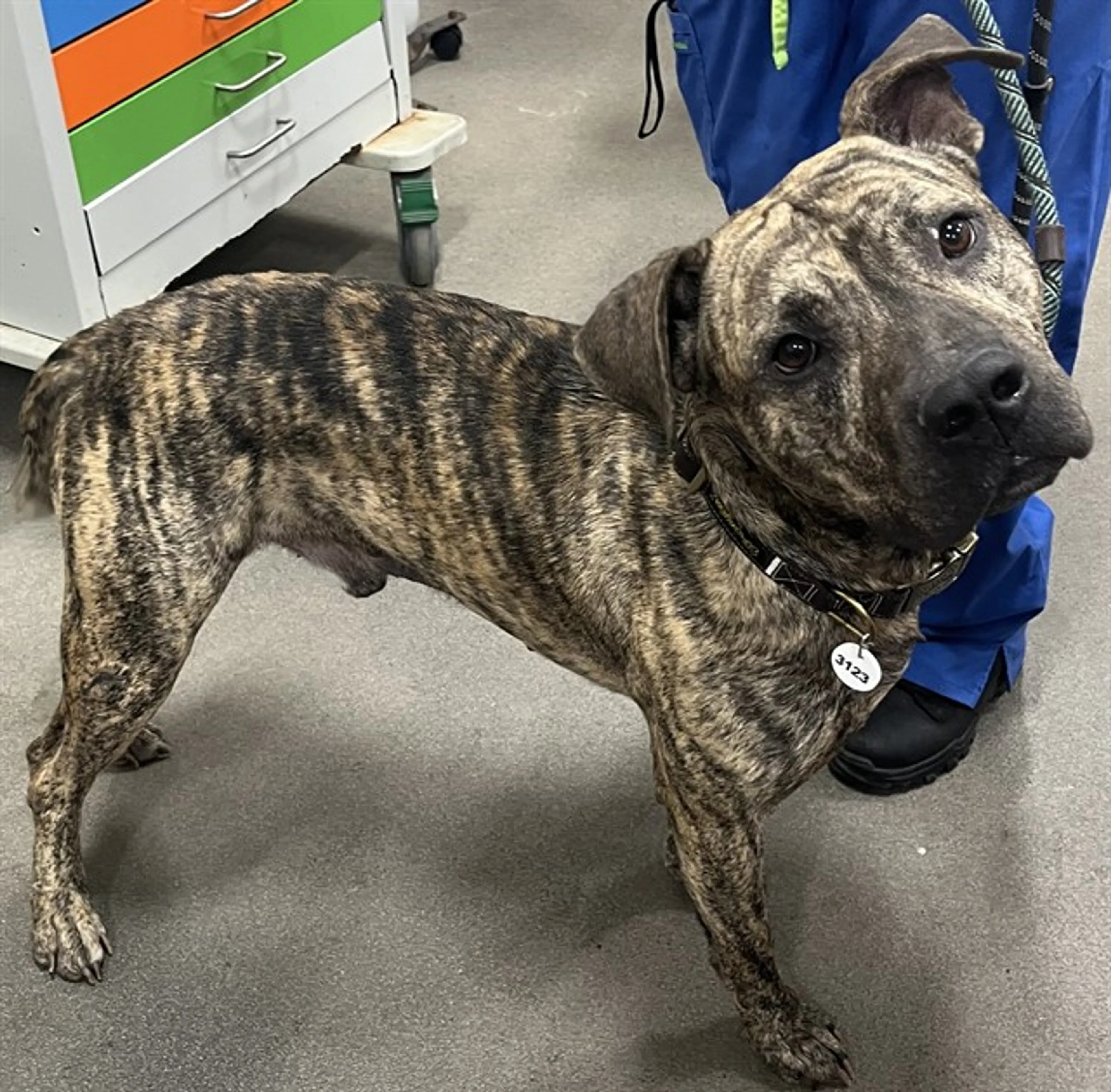 Found pet