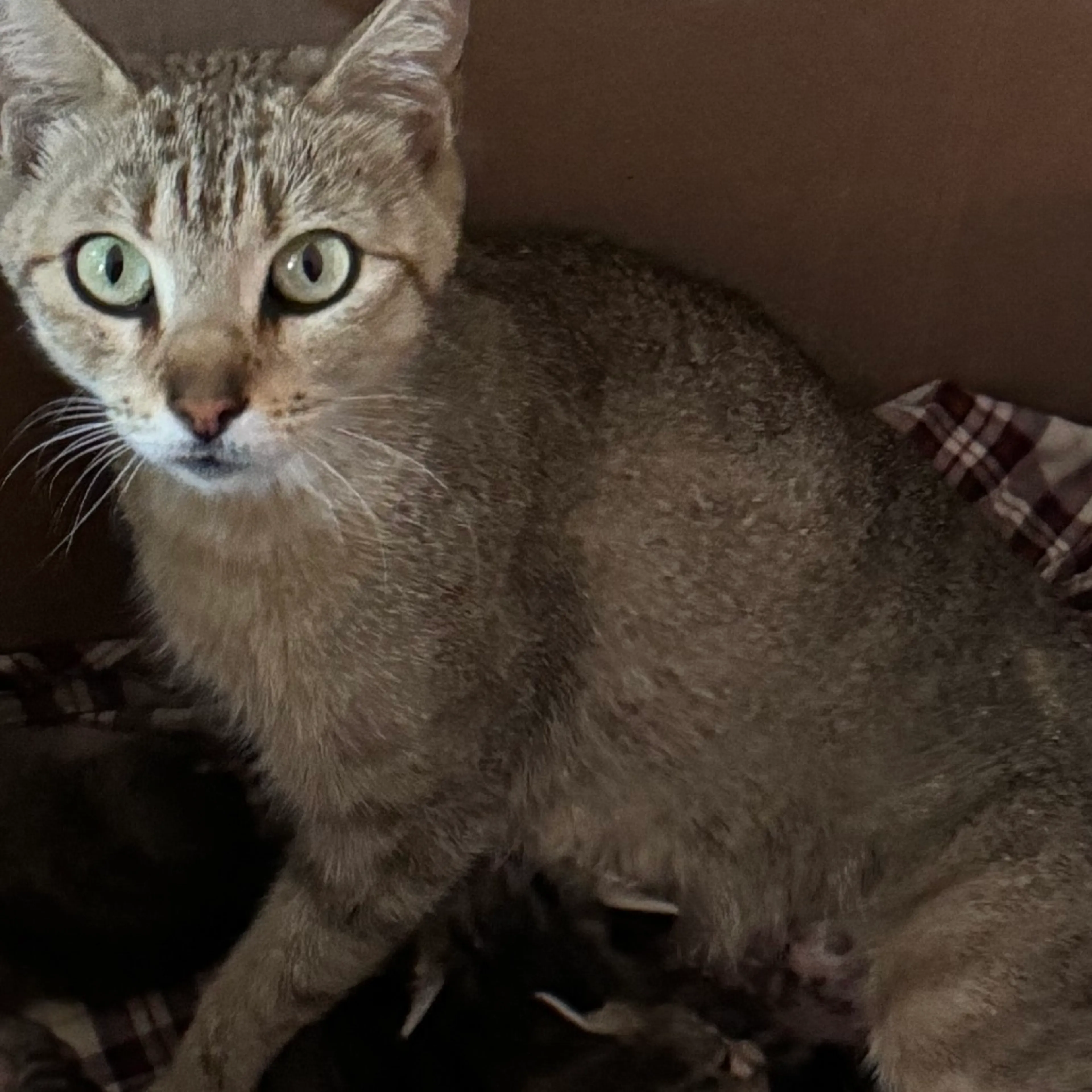 Found pet