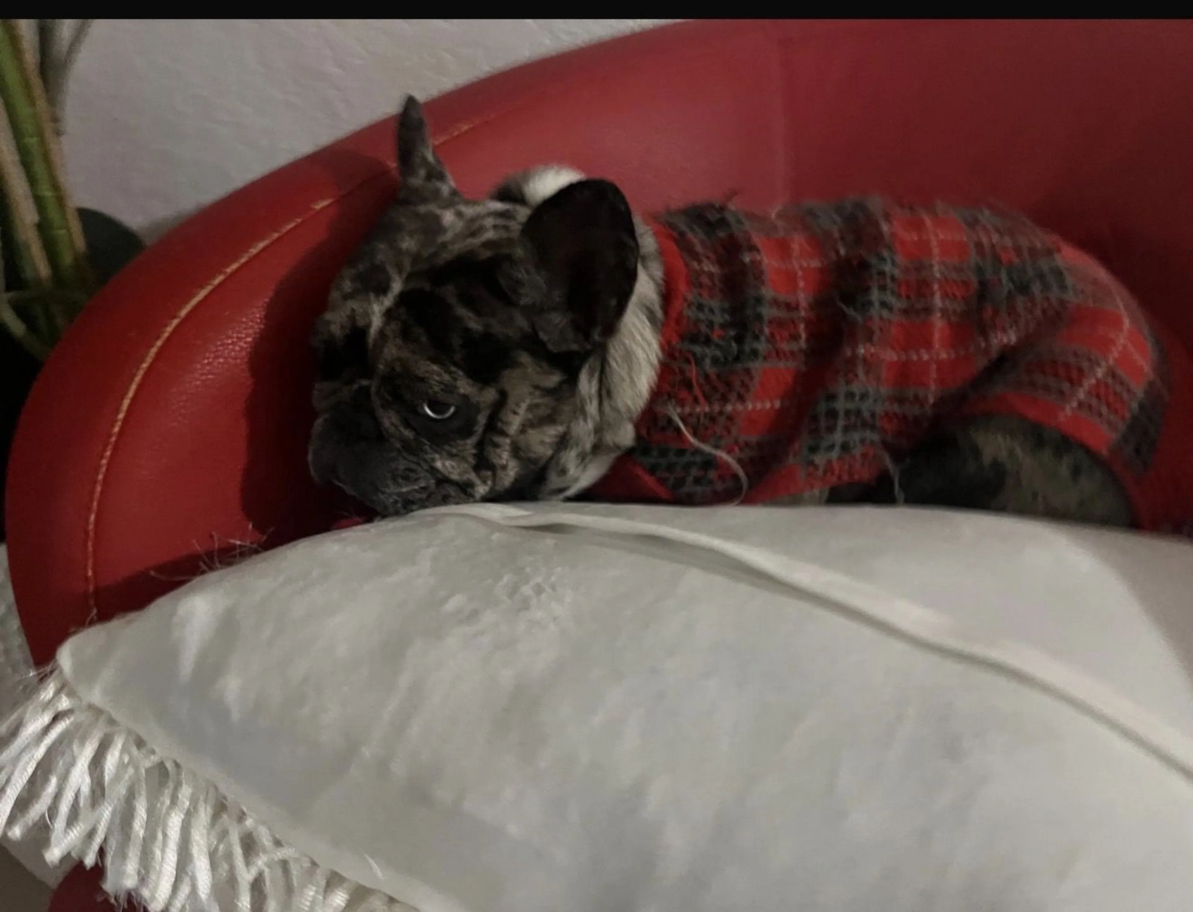 Lost pet