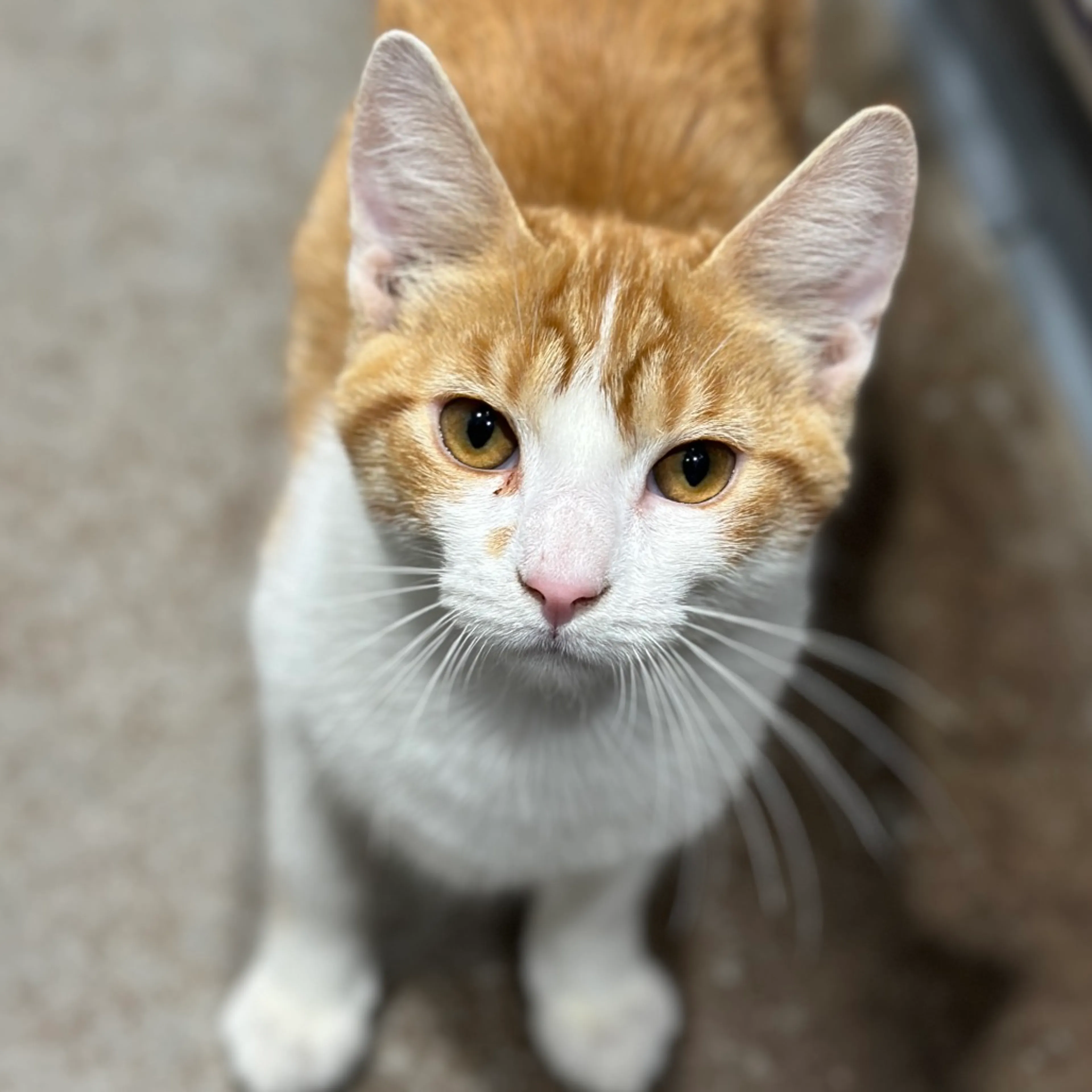 Found pet-2
