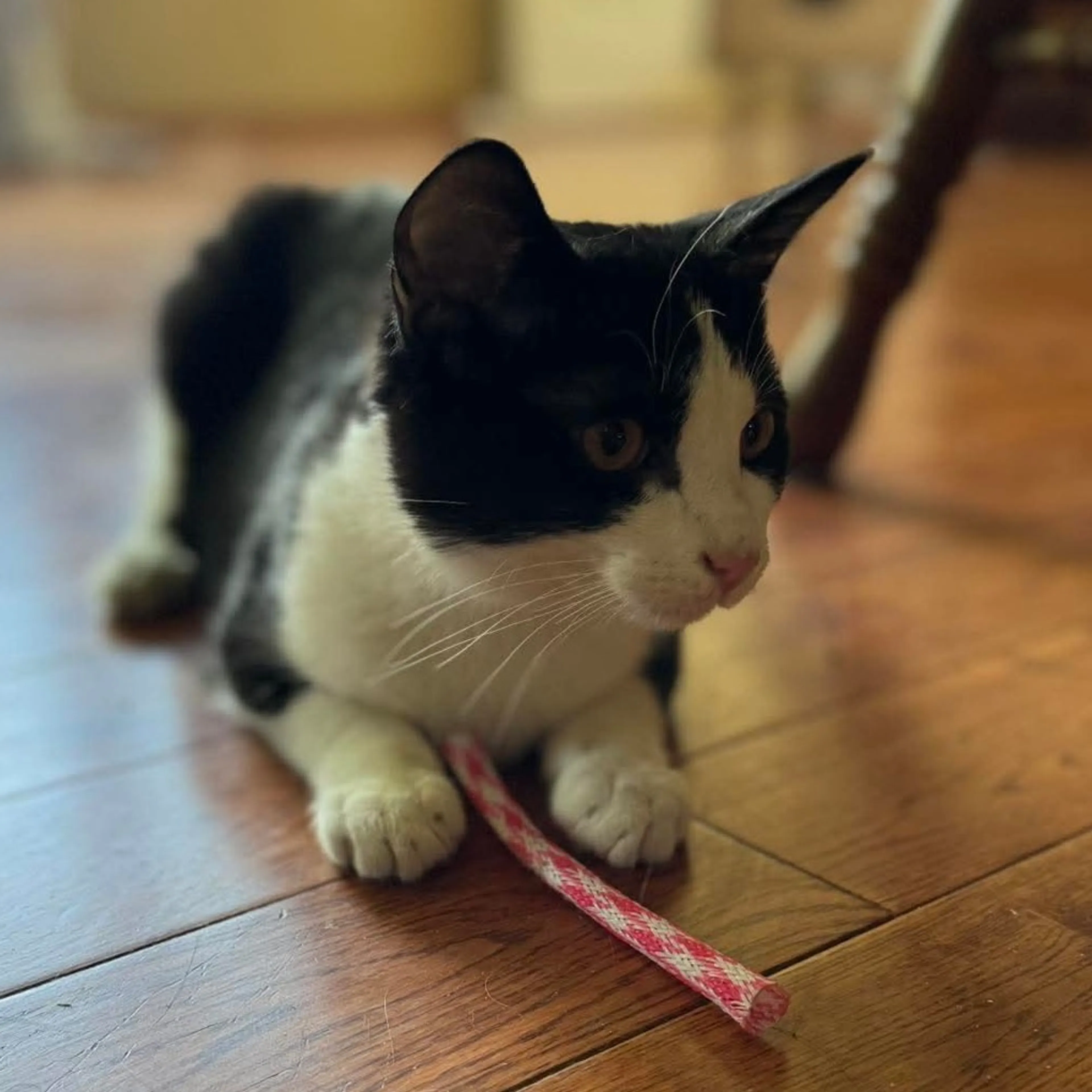 Found pet-3