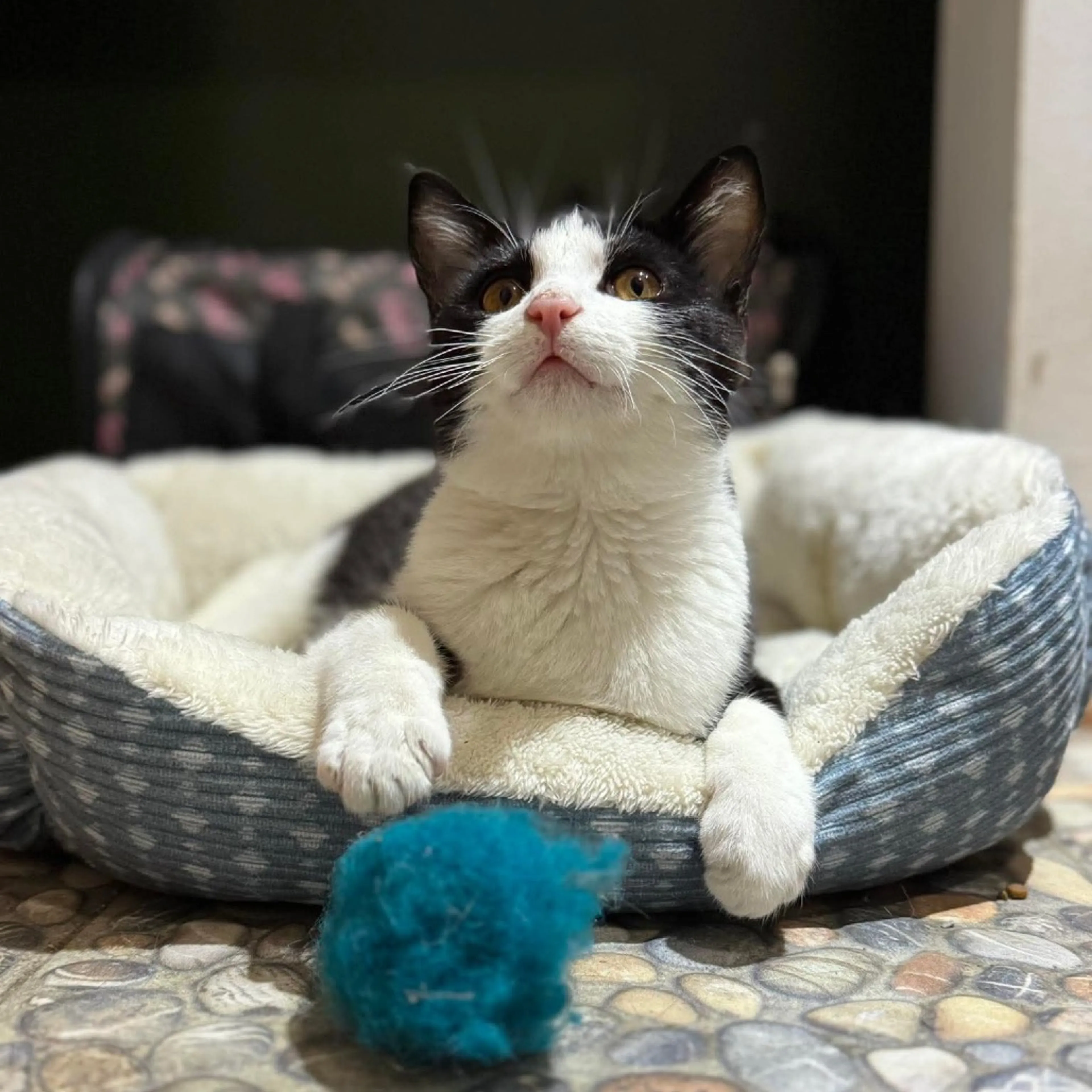 Found pet-2