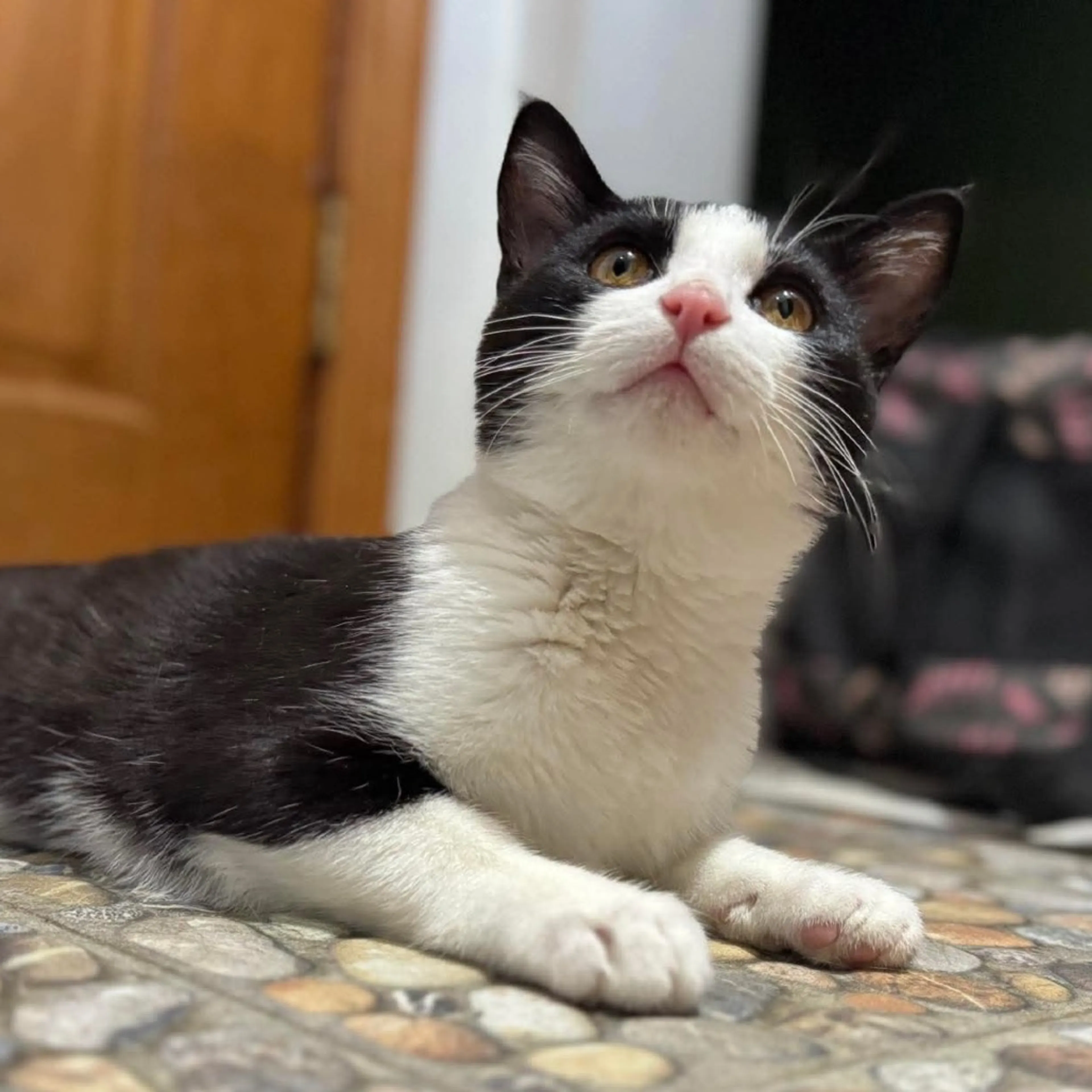 Found pet-0
