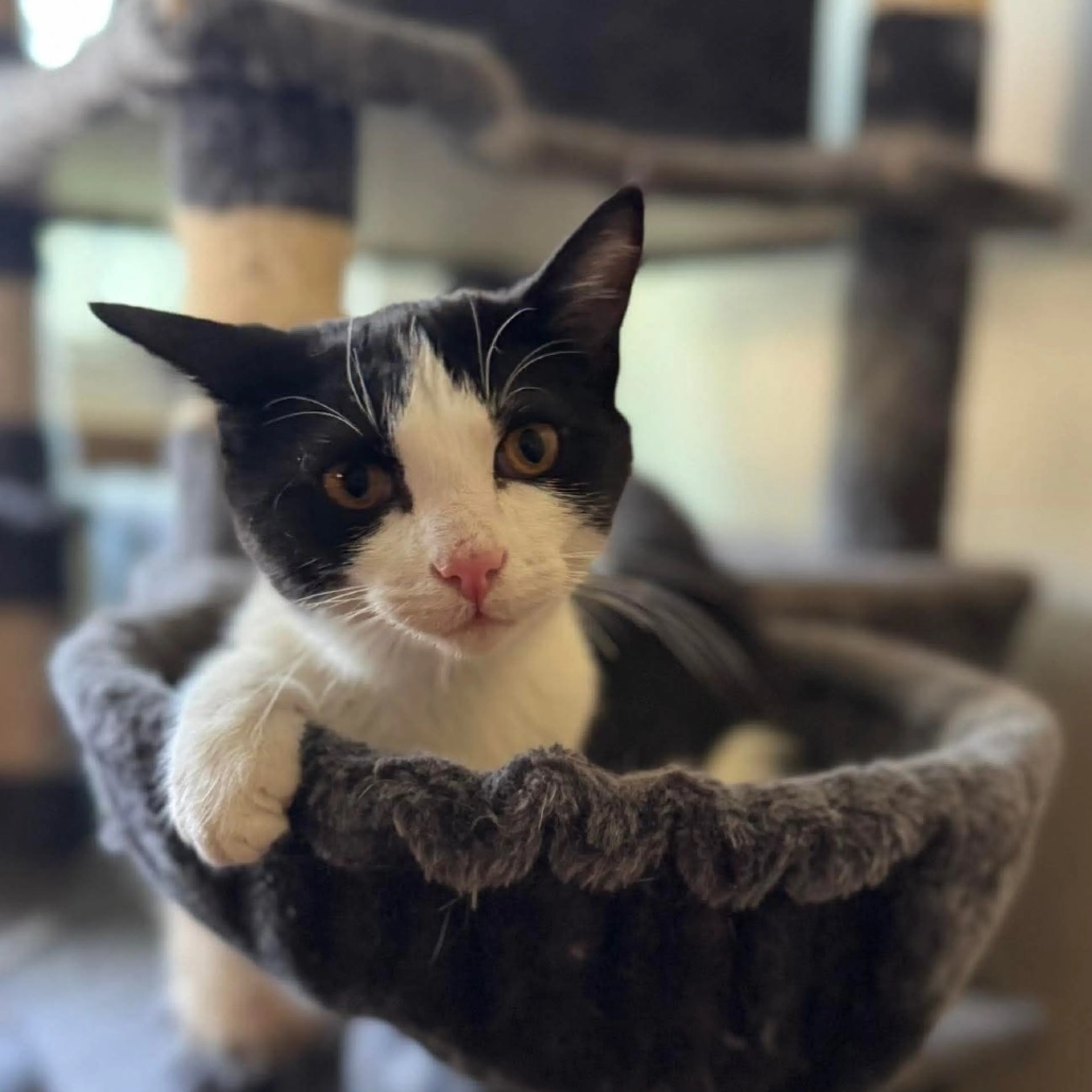 Found pet-1
