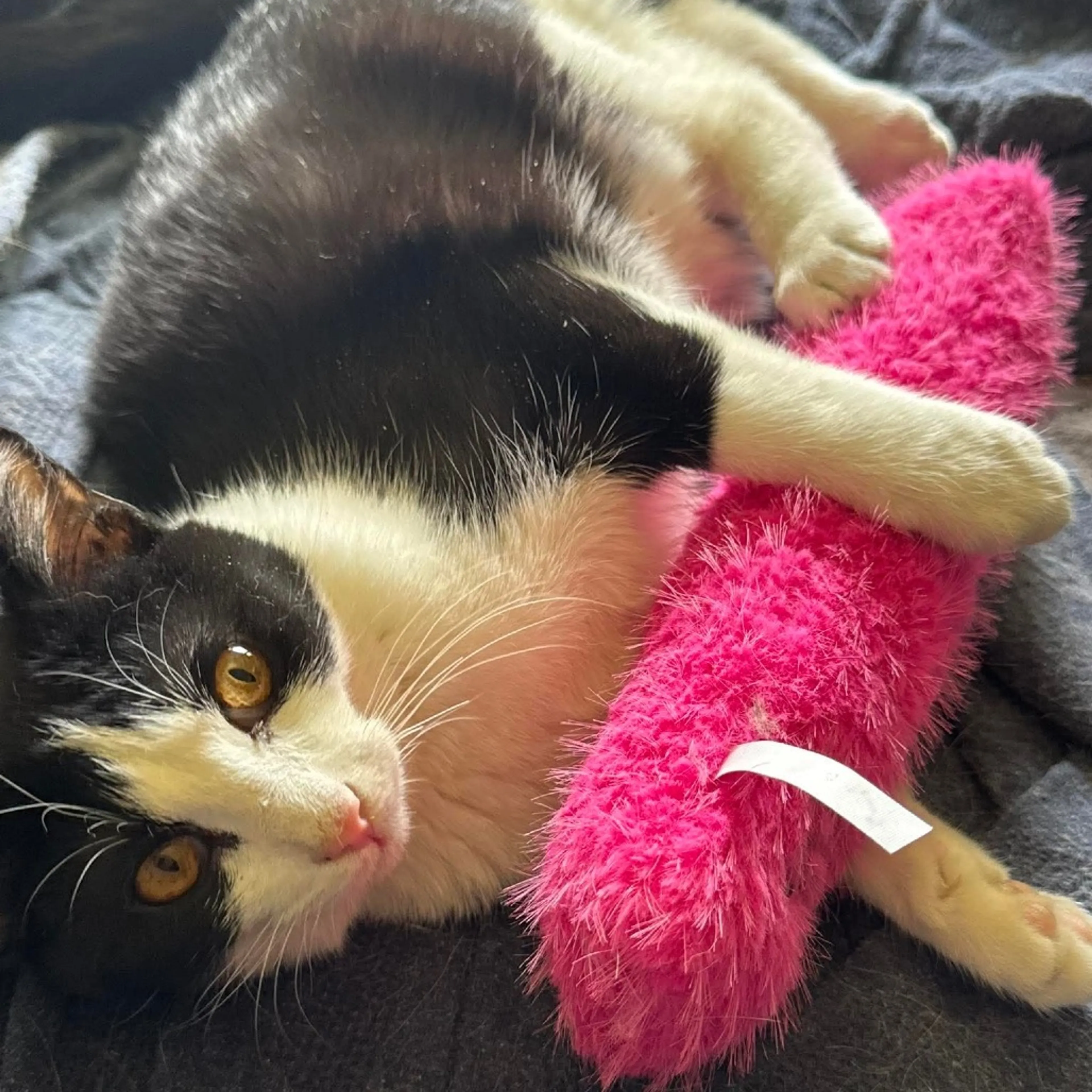 Found pet-4