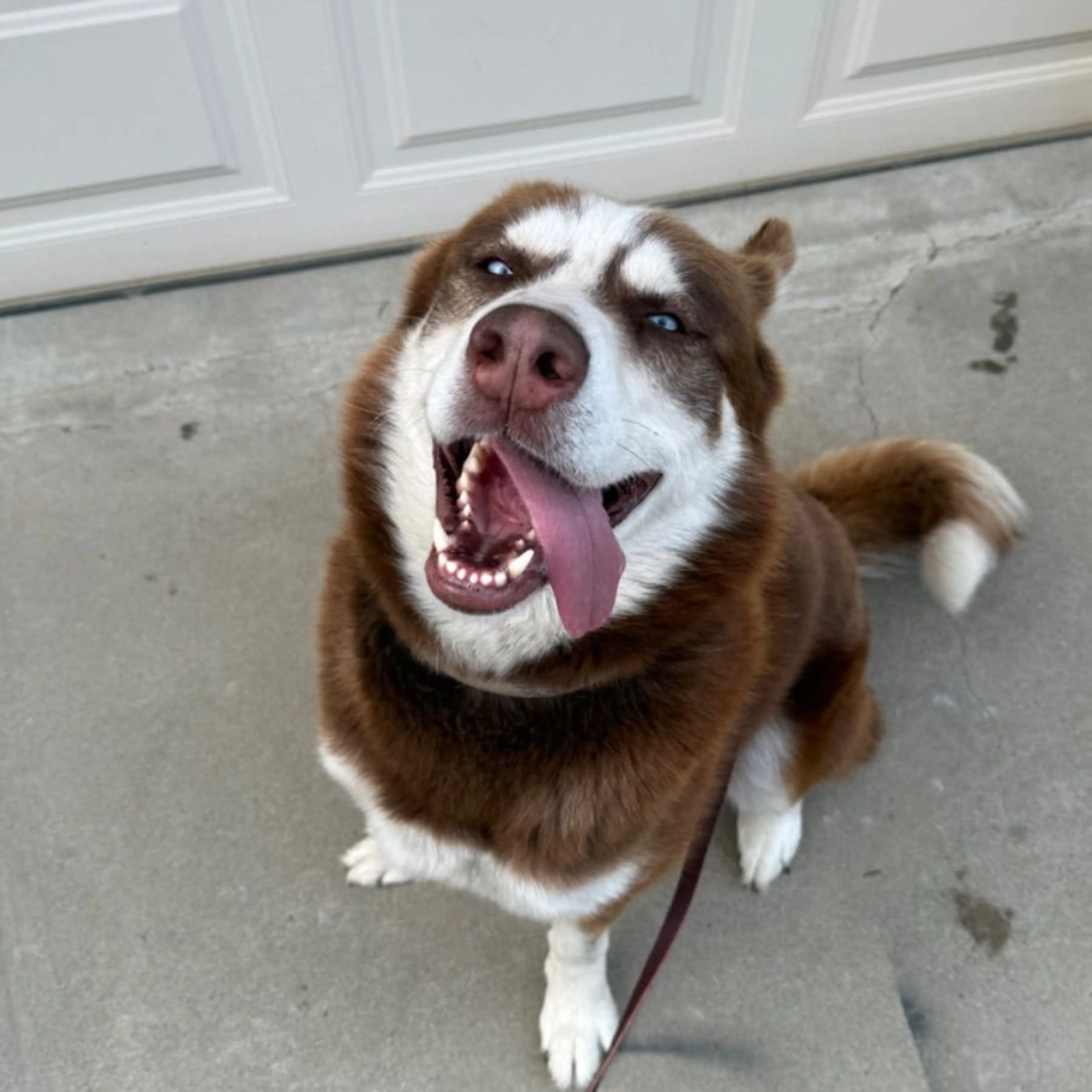 Found pet