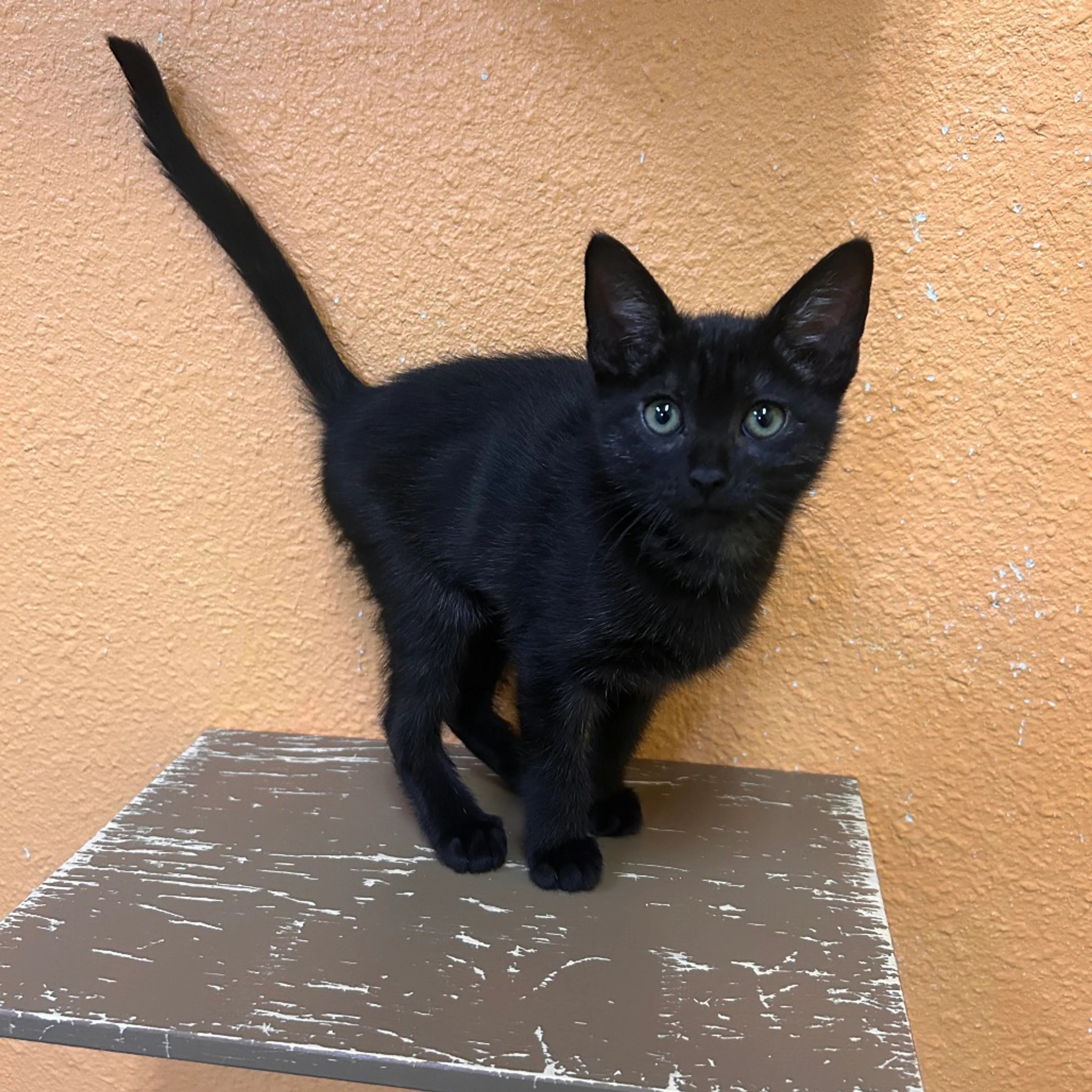 Found pet